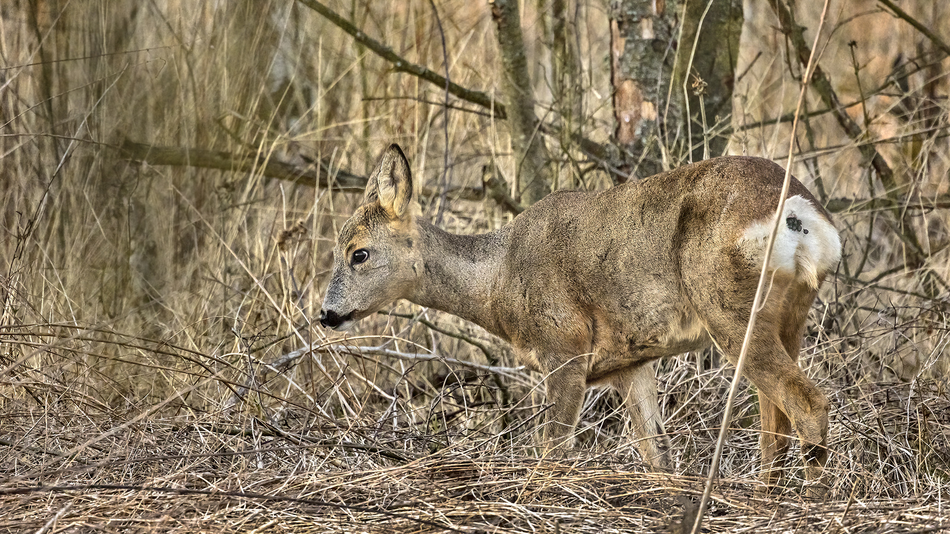 Reh-Wild am Ufer der Nidda, Bad Vilbel.