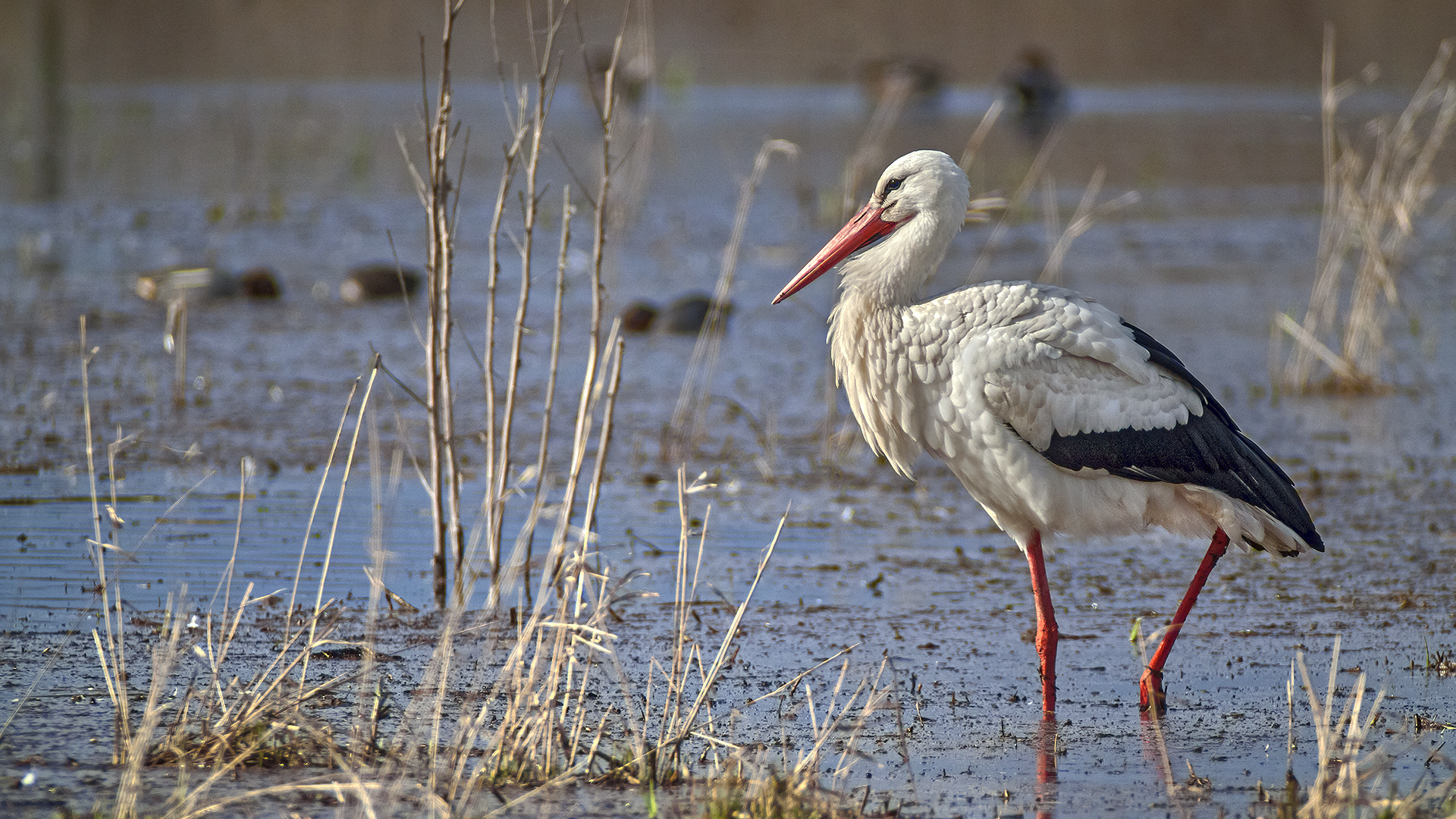 Bingenheimer Ried: Weißstorch auf Futtersuche.