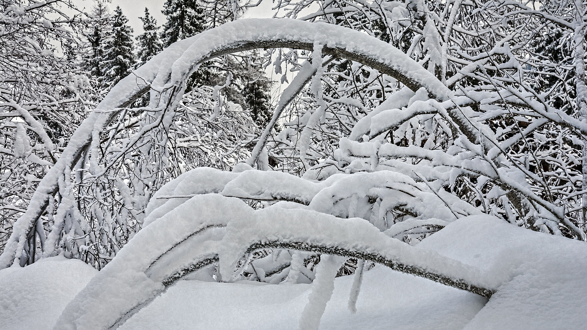 Winterzauber im Pragser Tal/Südtirol.