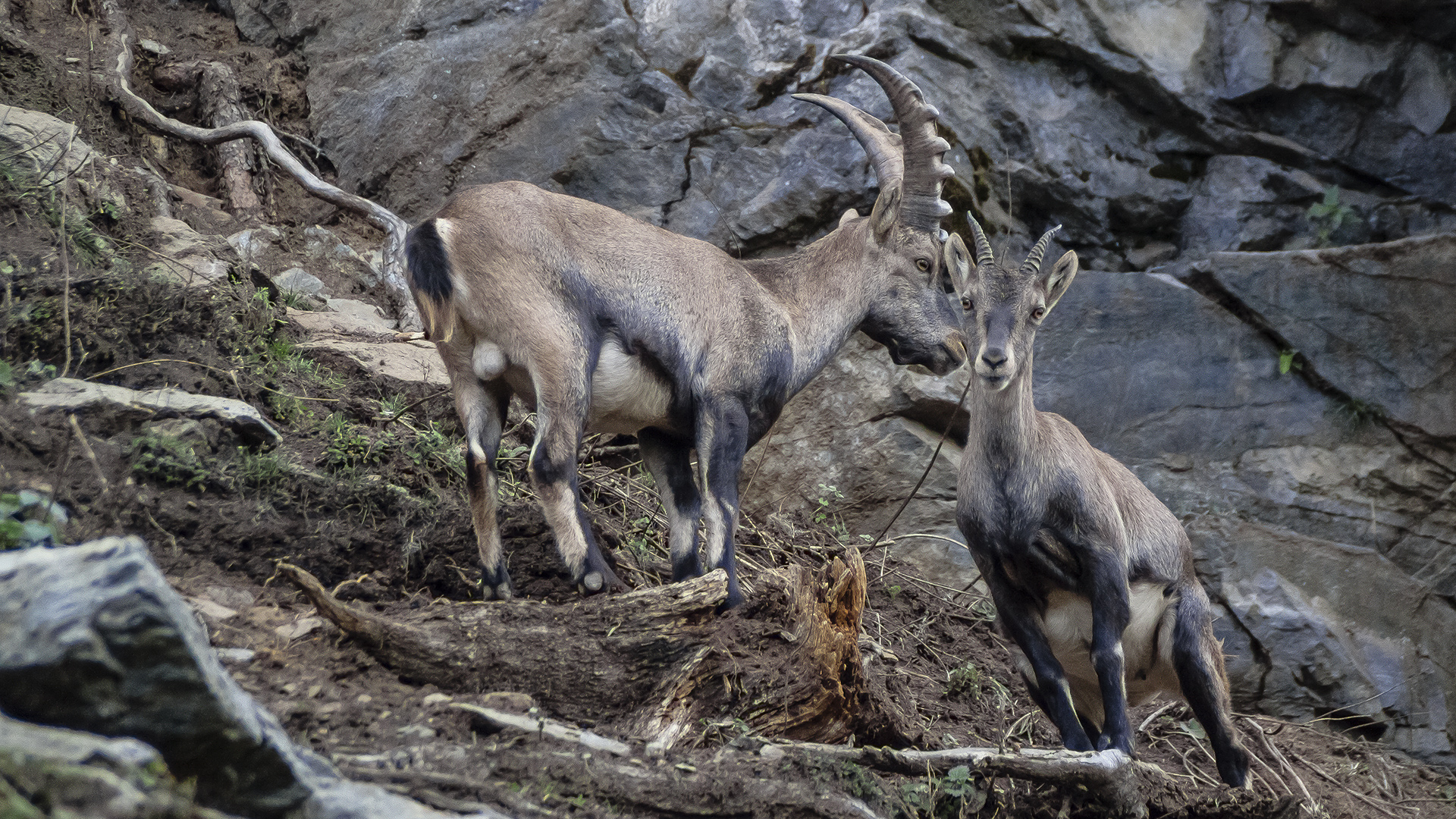 Tierpark Assling
