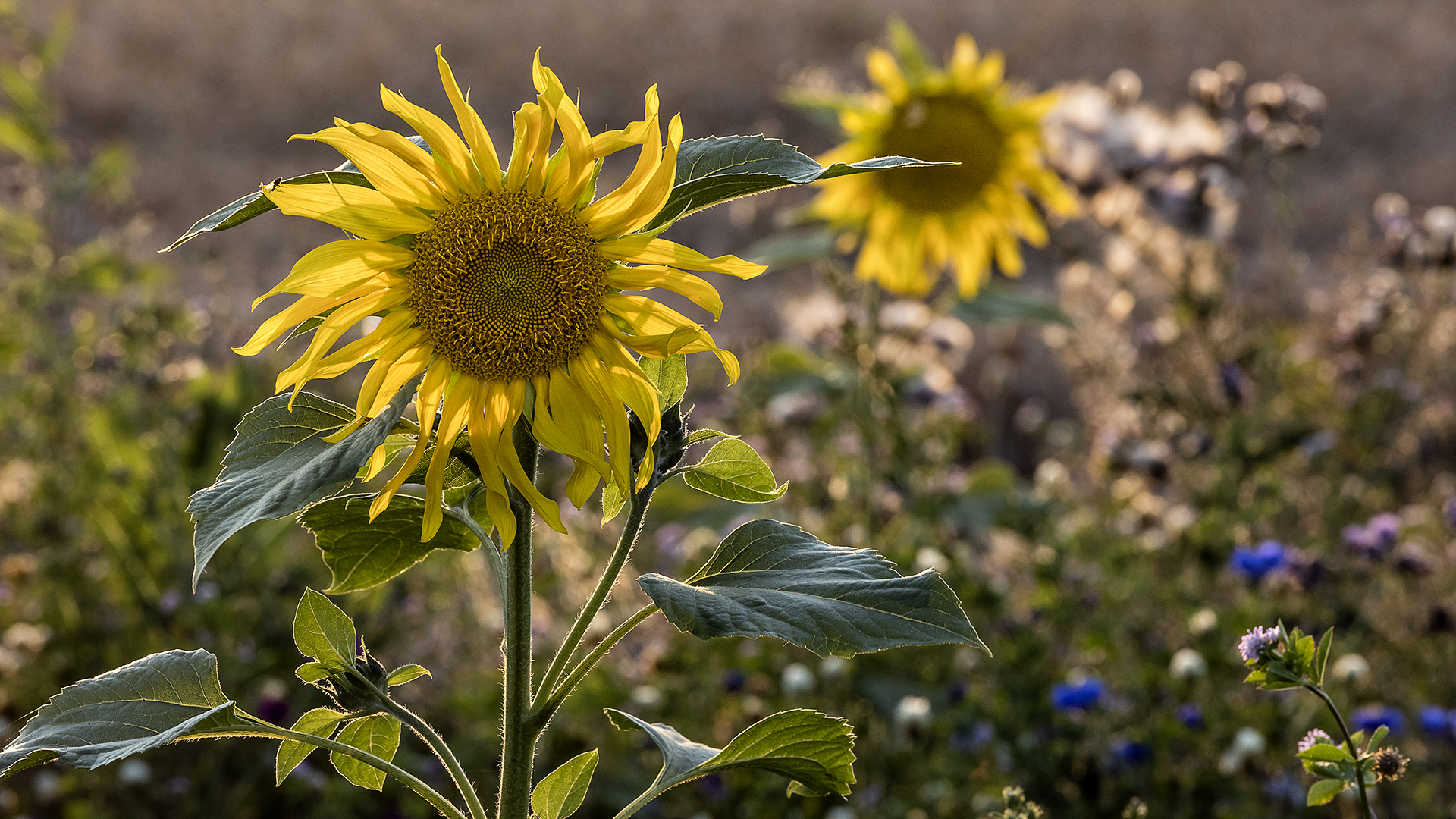 Hochsommer: Ganz früh aufstehen und die ersten Sonnenstrahlen einfangen. Oder die letzten!