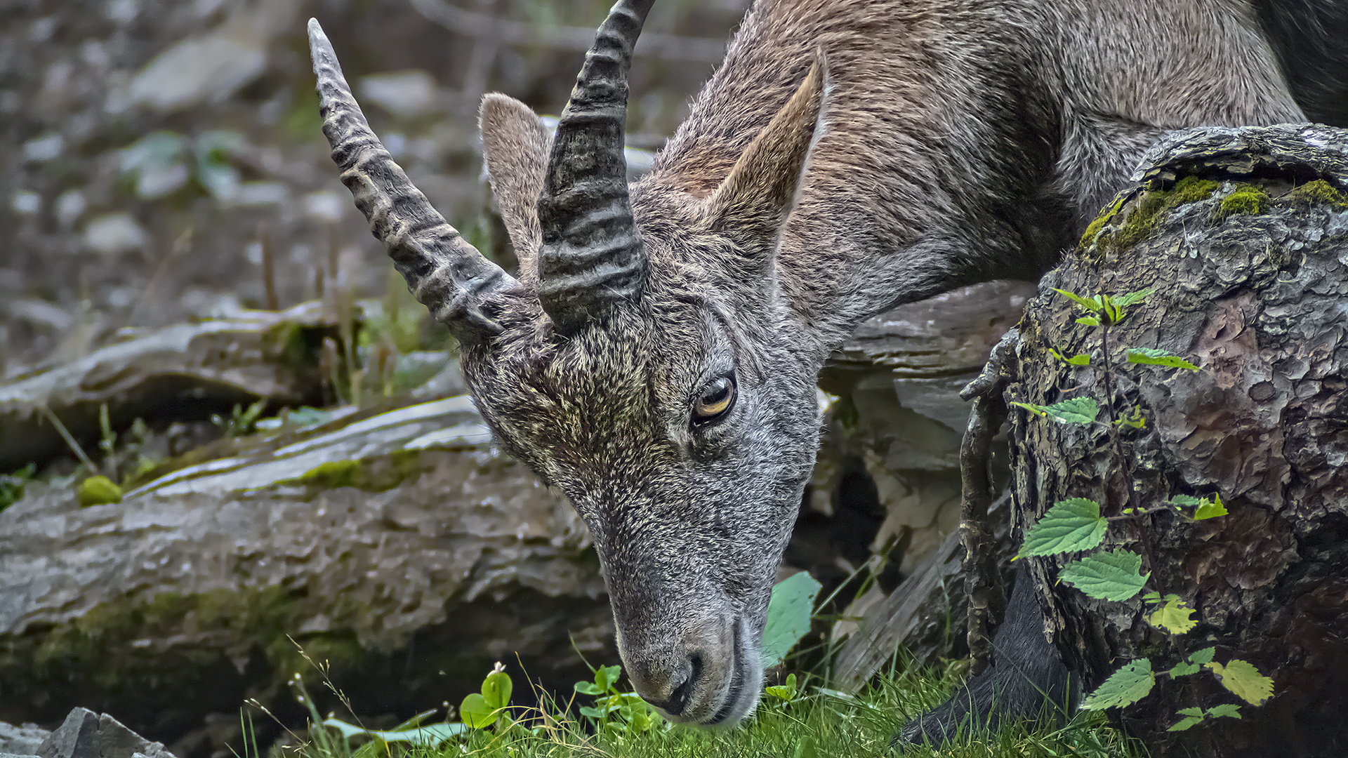 Tierpark Assling