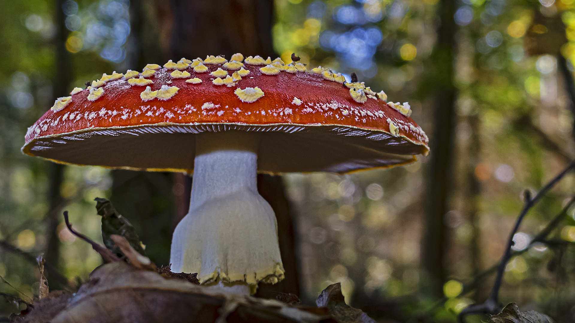 Fliegenpilz