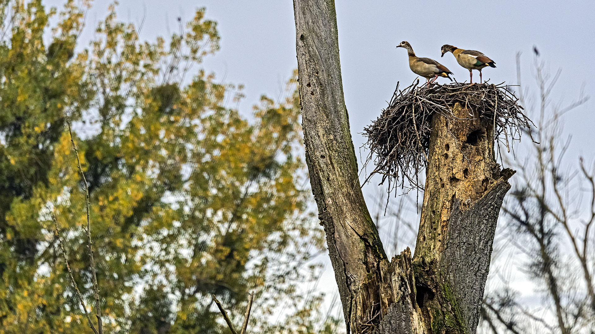 Horloff-Auen: Nilgänse übernehmen verlassenes Storchennest
