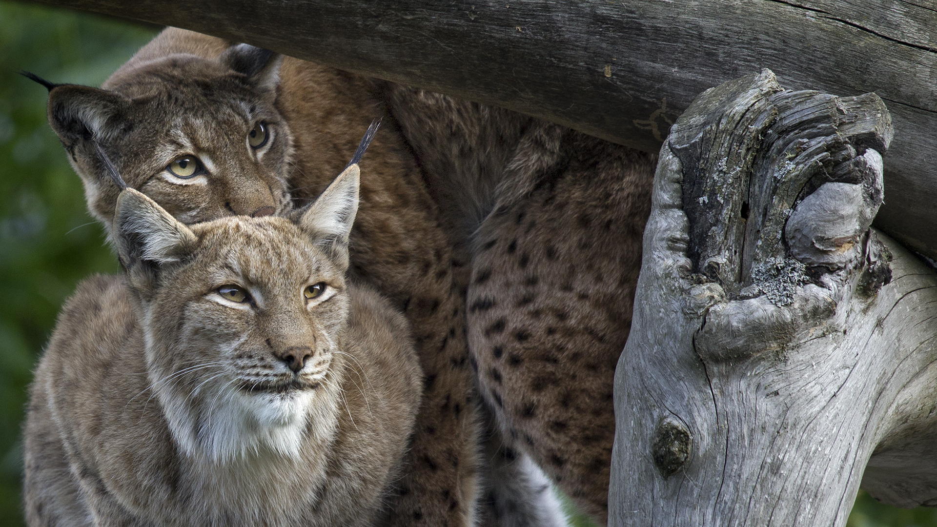 Tierpark Assling (Foto: Ulrike Oettinger).