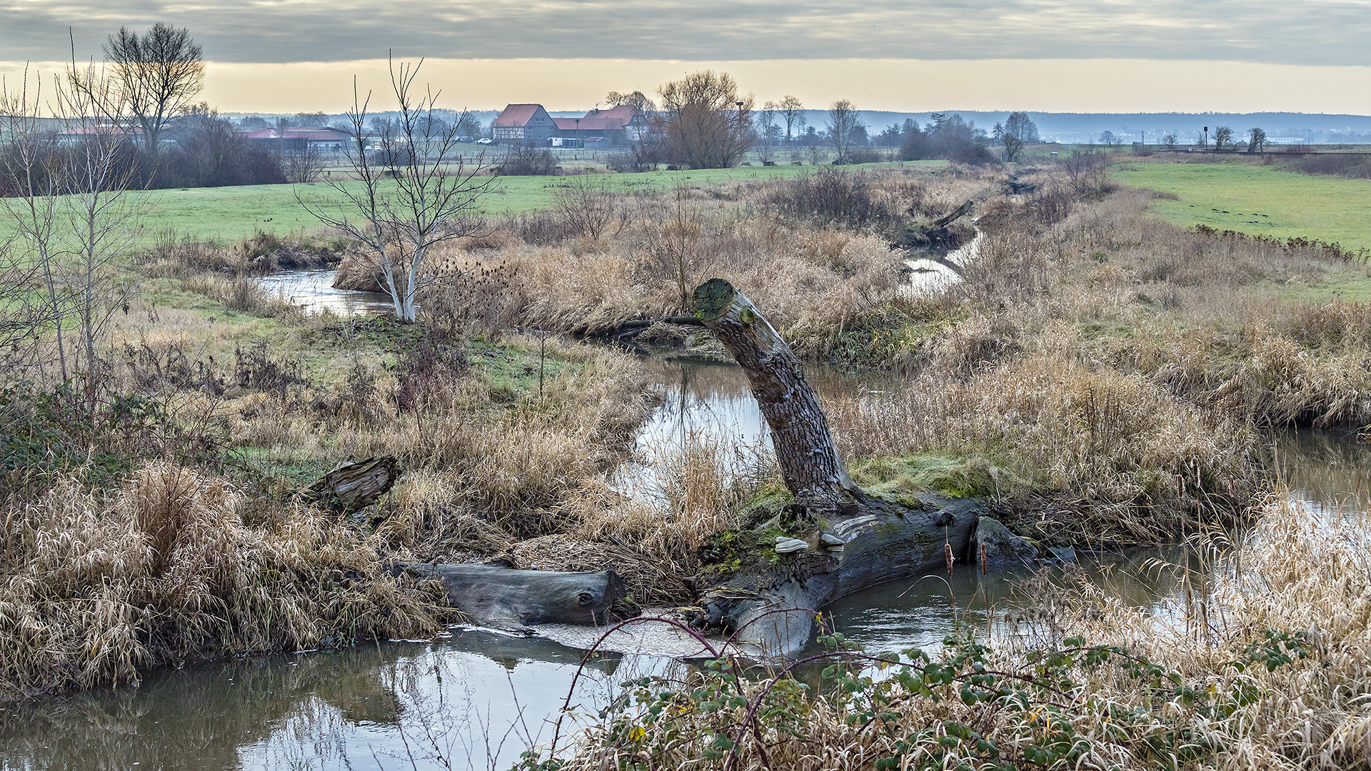 Bingenheimer Ried, Wetterau. Renaturierte Flächen erhöhen die Artenvielfalt.