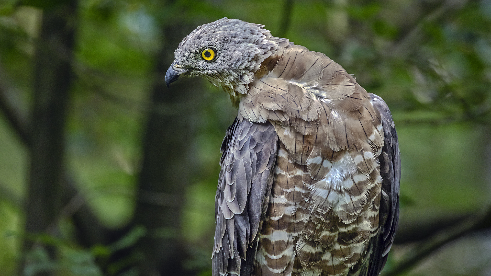 Wespenbussard