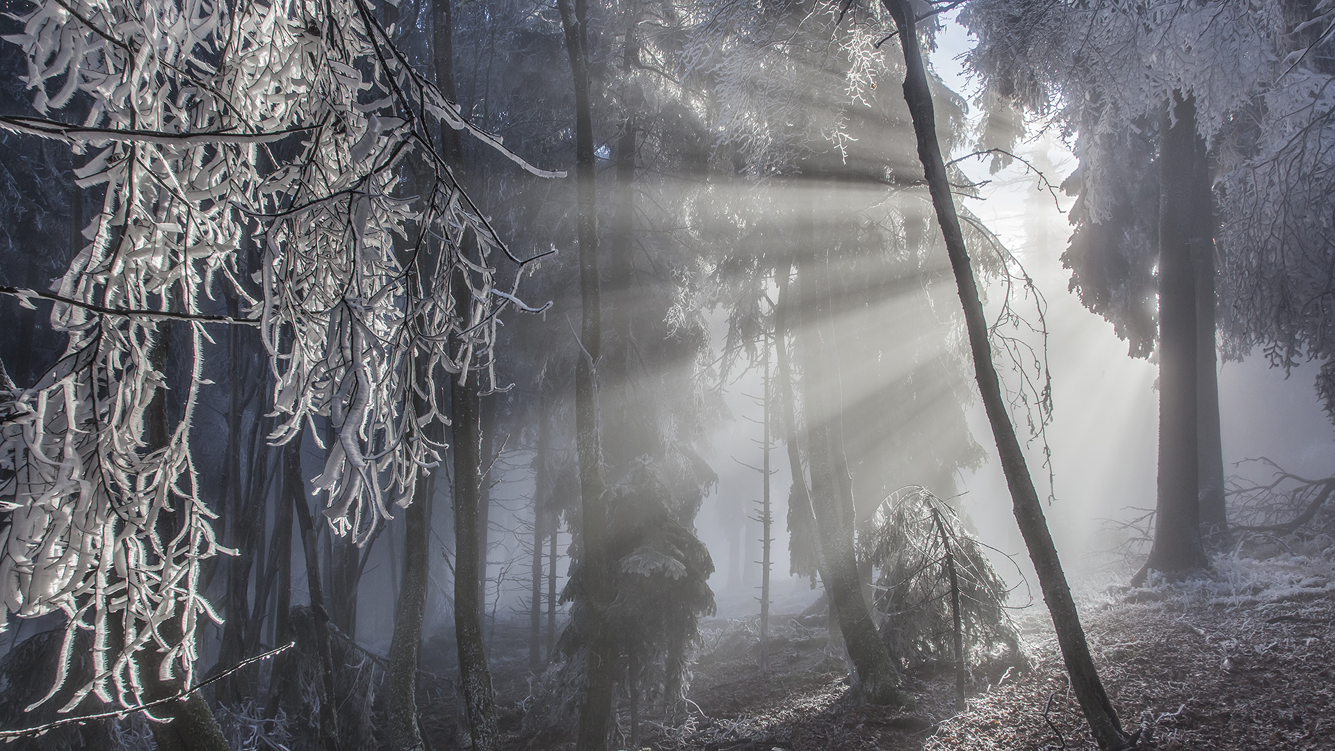 Väterchen Frost schafft einen einmaligen Märchenwald auf dem Großen Feldberg im Taunus.
