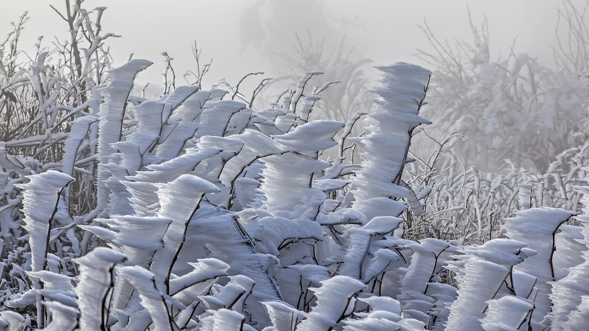 Väterchen Frost schafft einen einmaligen Märchenwald auf dem Großen Feldberg im Taunus.