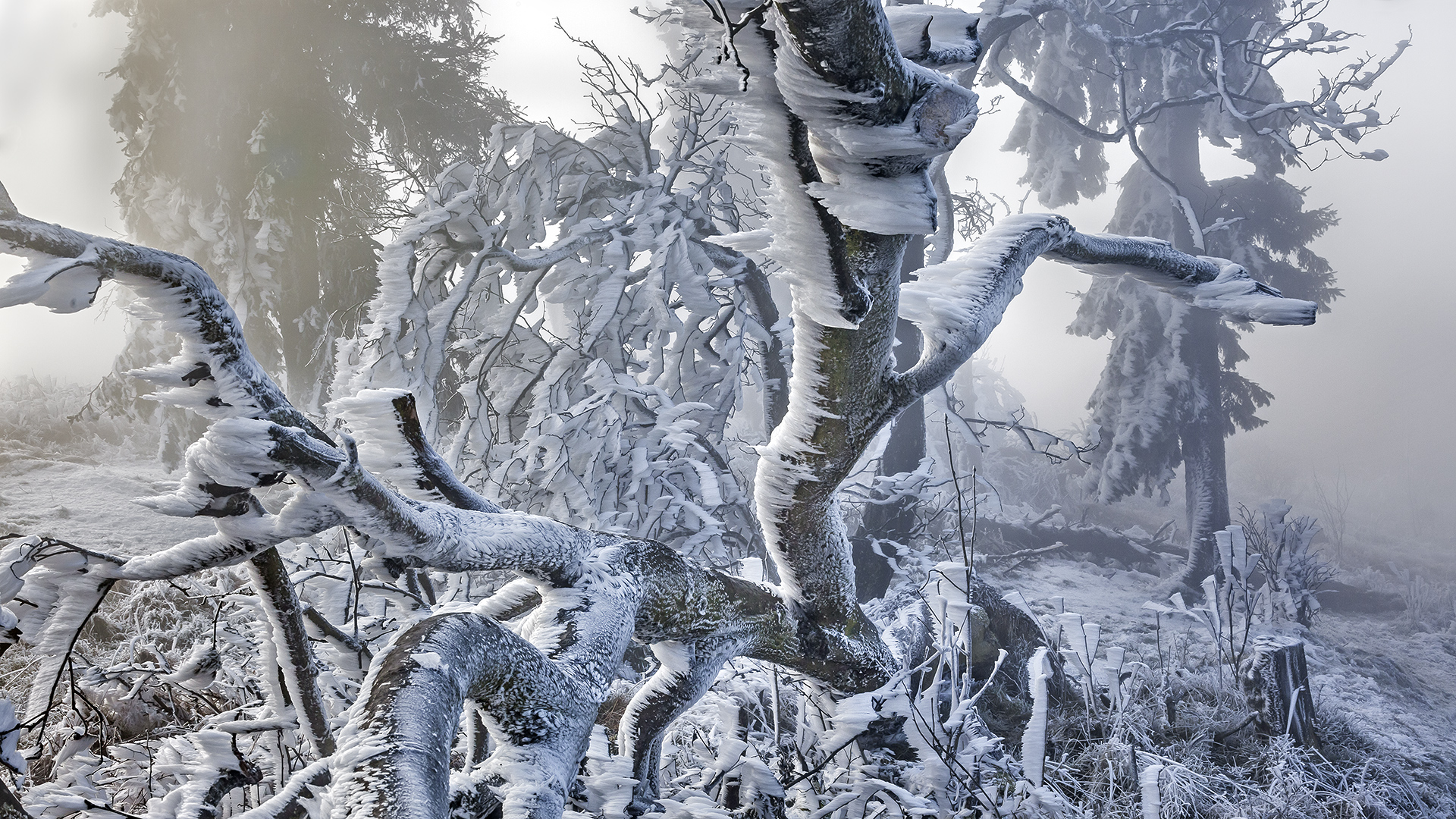Väterchen Frost schafft einen einmaligen Märchenwald auf dem Großen Feldberg im Taunus.