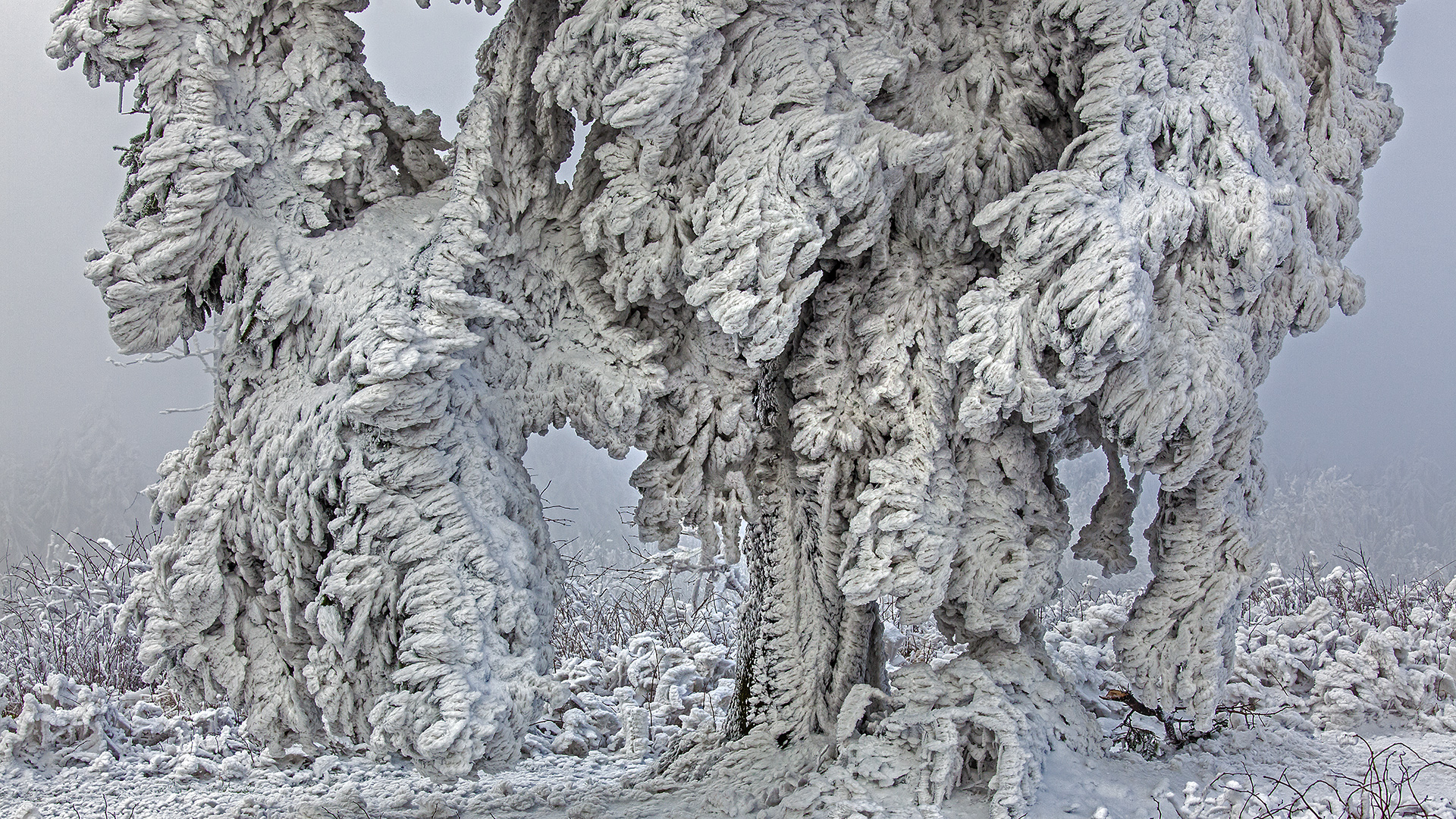 Väterchen Frost schafft einen einmaligen Märchenwald auf dem Großen Feldberg im Taunus.