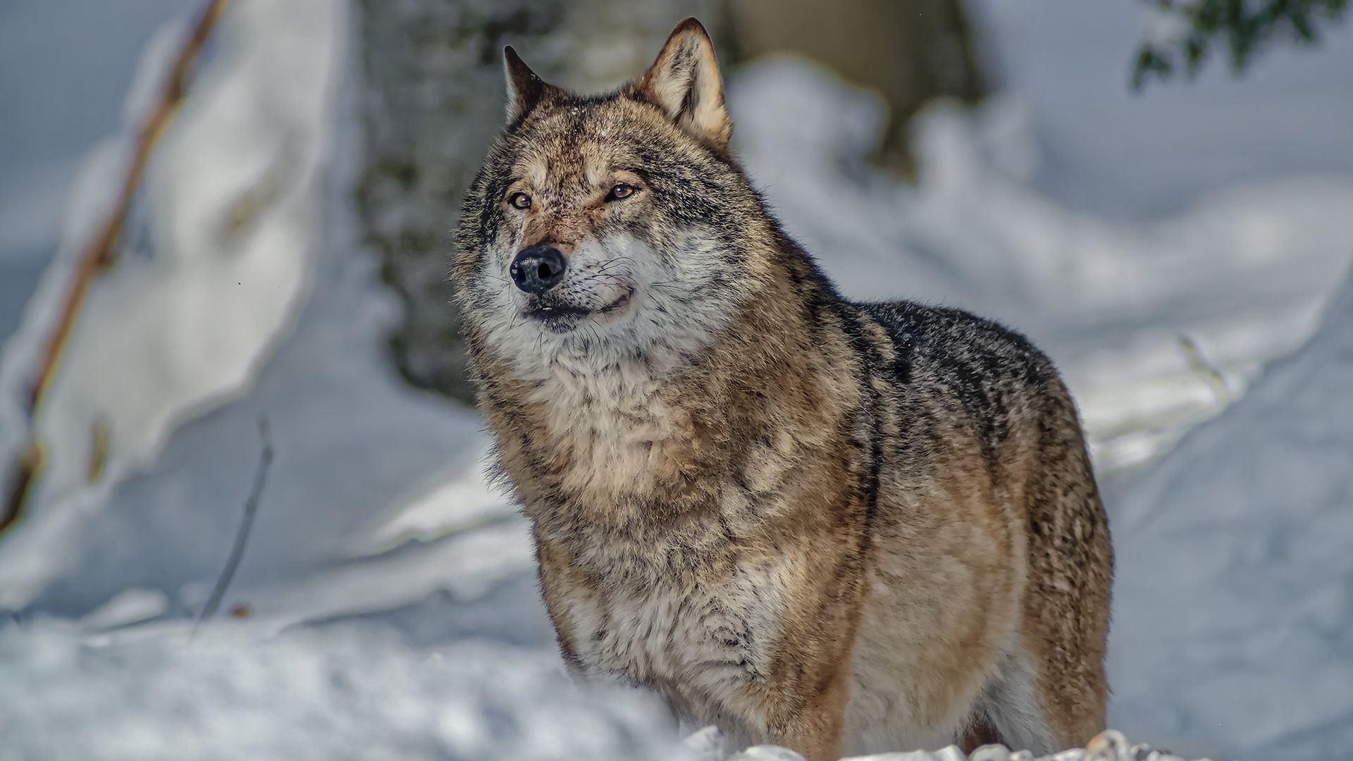 Nationalpark Bayerischer Wald. Tierfreigehege.