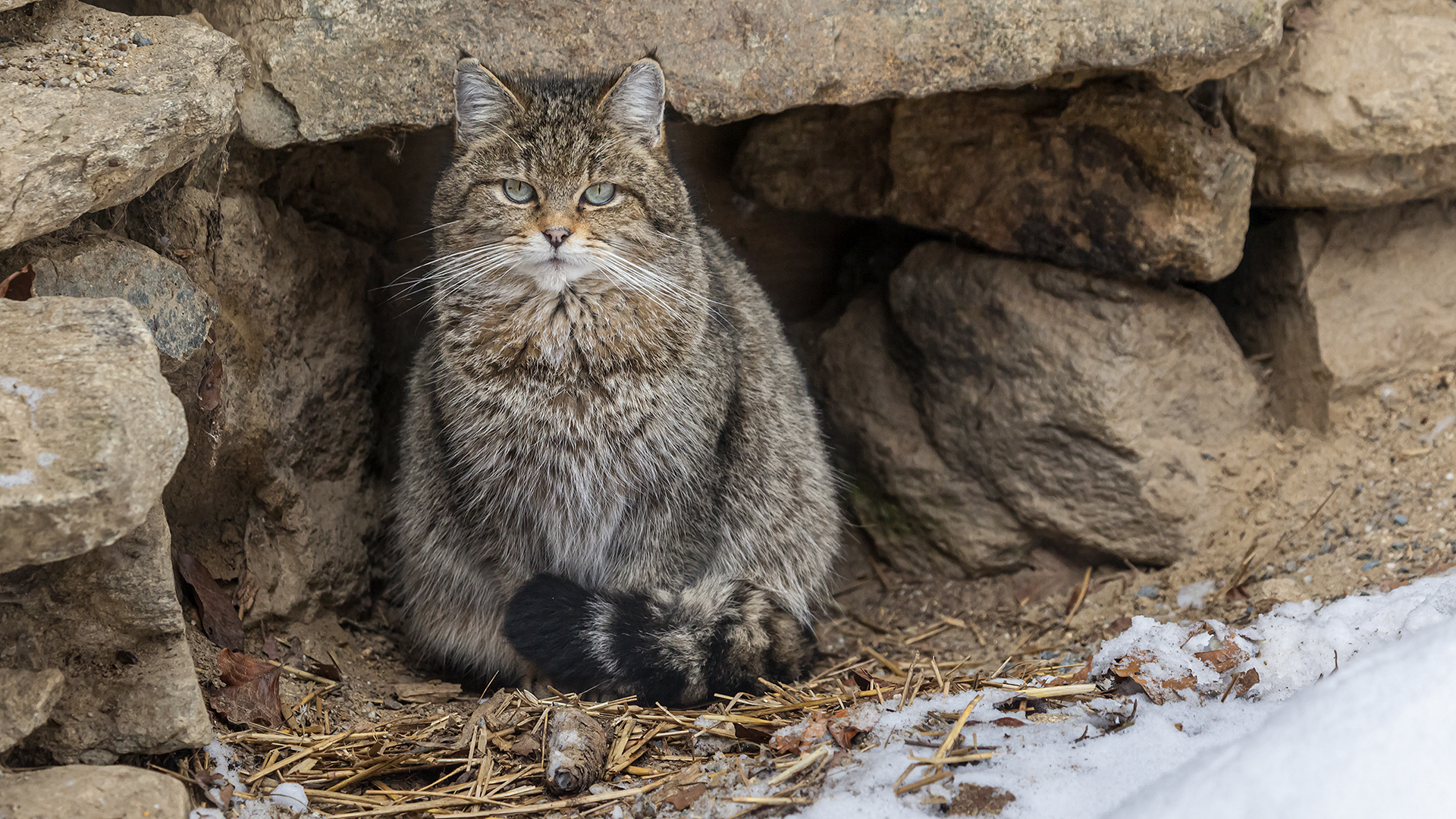 Wildkatze: Nationalpark Bayerischer Wald, Tierfreigelände.