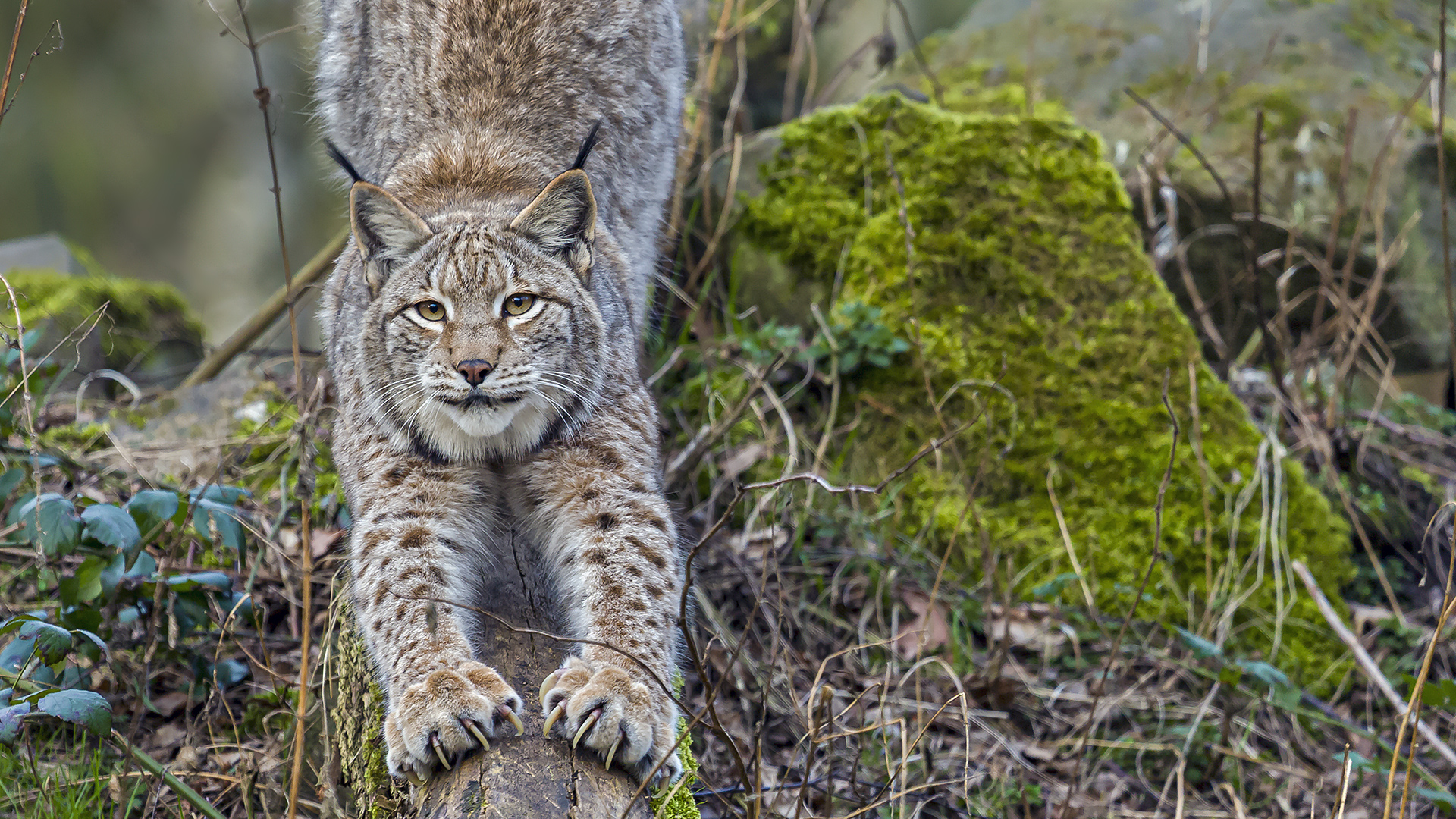 Europäischer Luchs, WP Hanau-Kleinauheim.
