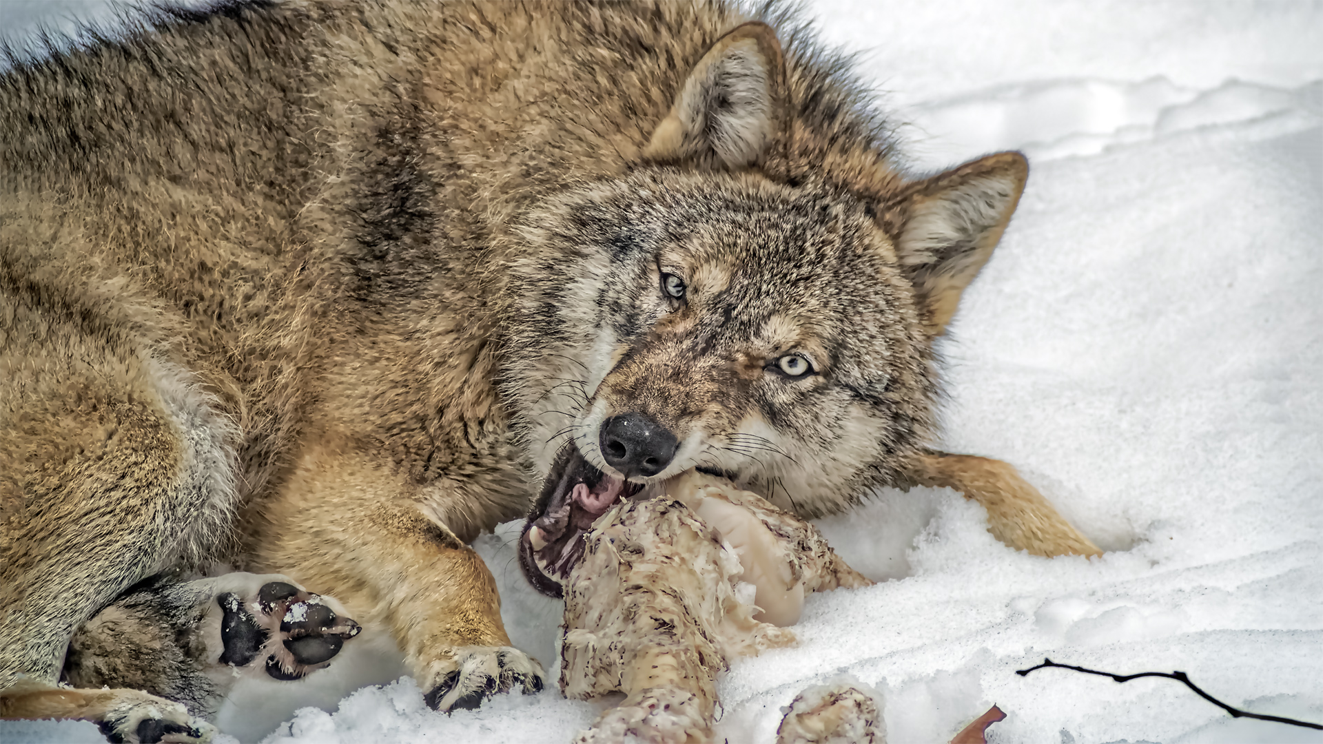 Grauwolf, NP Bayerischer Wald, Tierfreigehege.