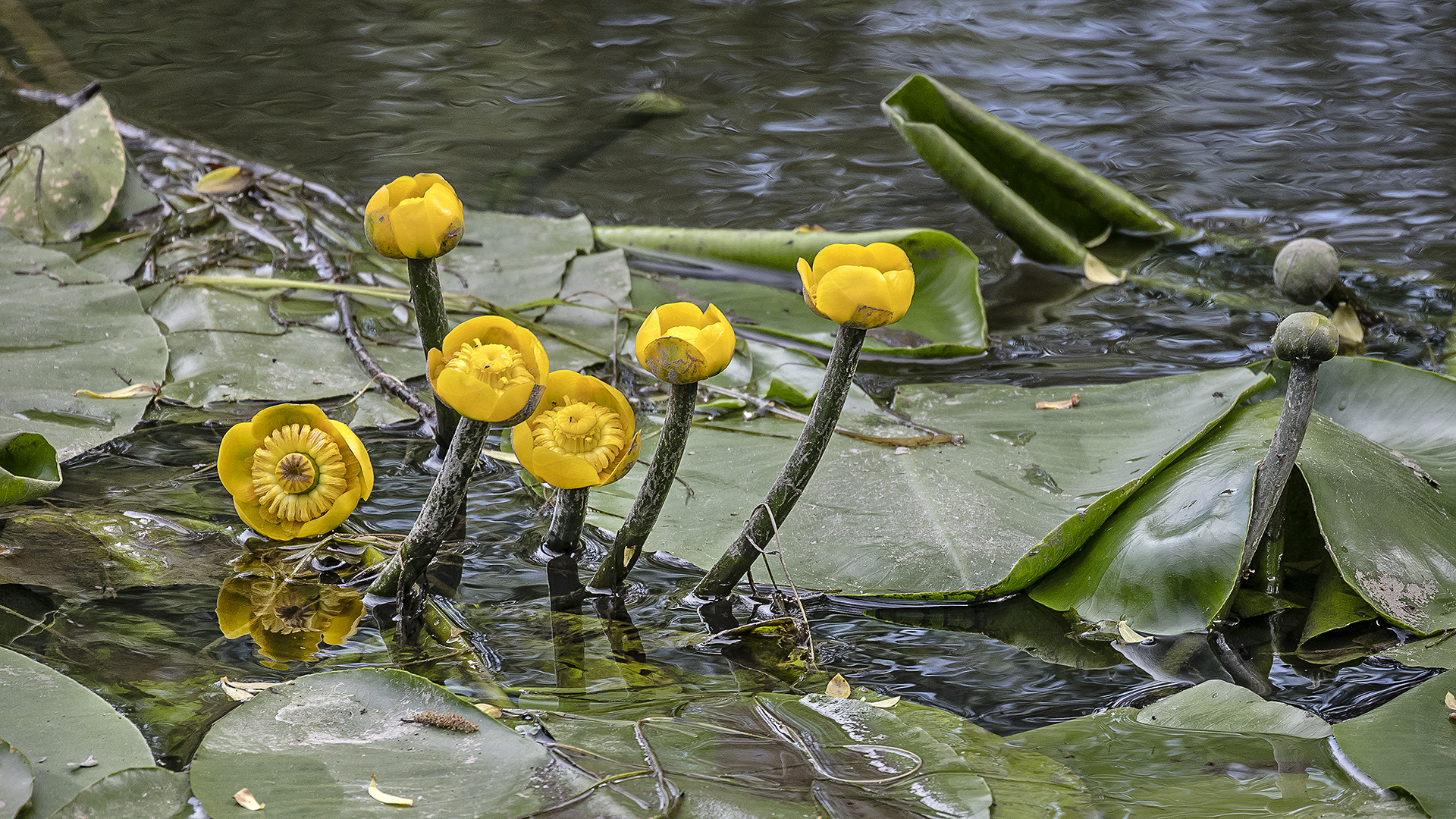 Nuphar lutea in der Horloff bei Bingenheim (Wetterau)