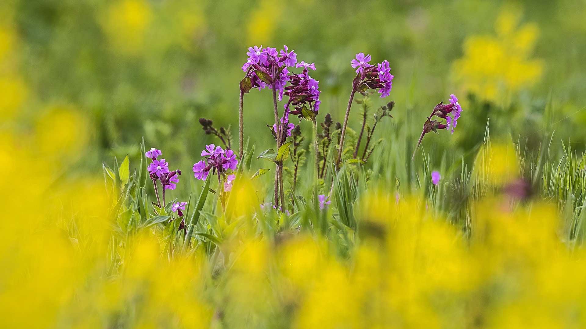 Frühling in den Horloff-Auen.