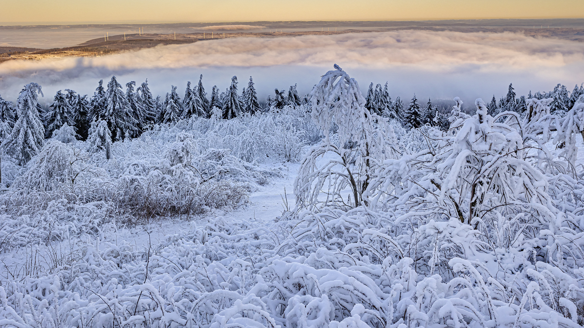 Großer Feldberg im Taunus: Froststarre bei Inversionswetterlage.