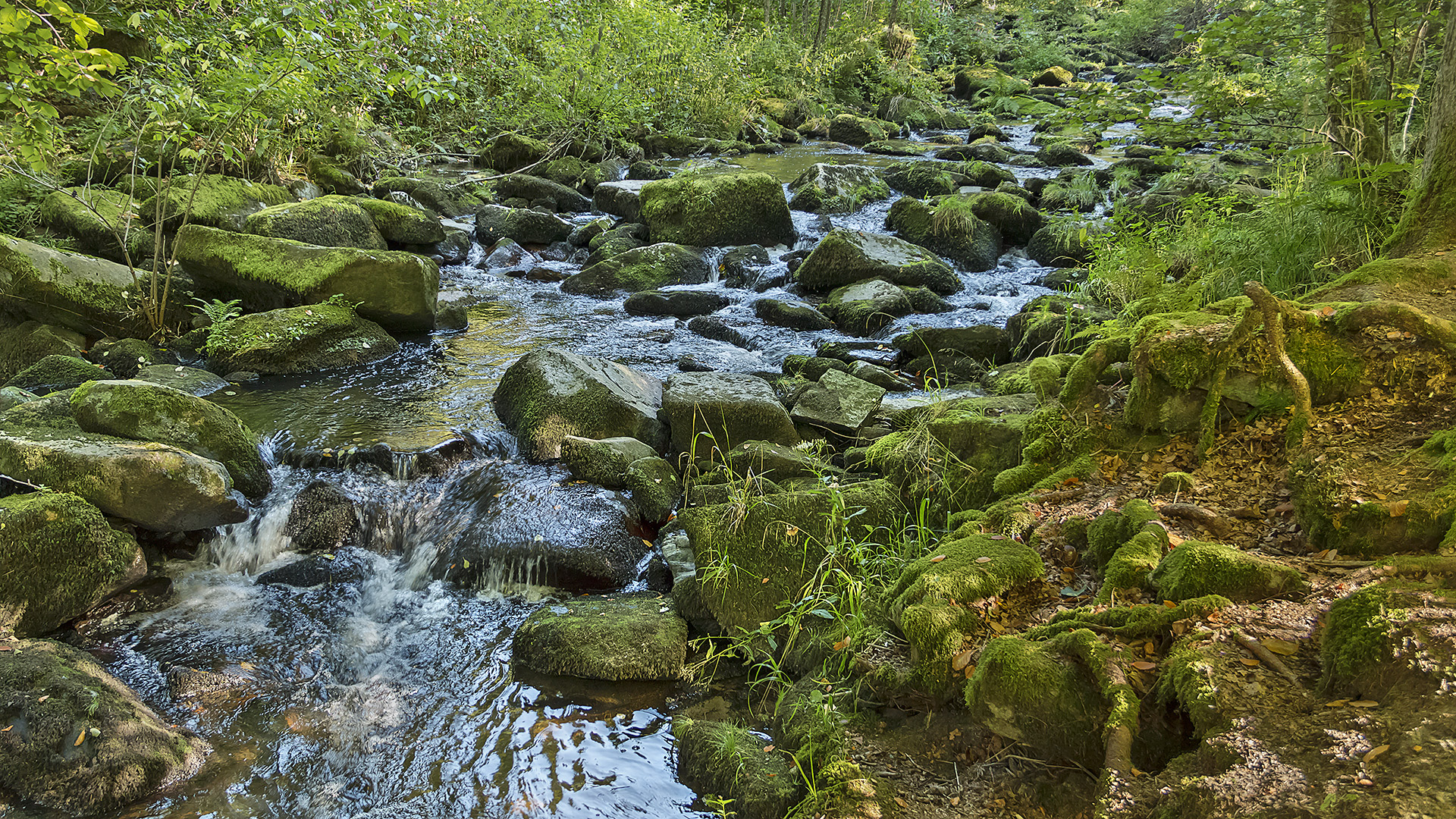 Septembermorgen in der Saußbachklamm, Bayerischer Wald.