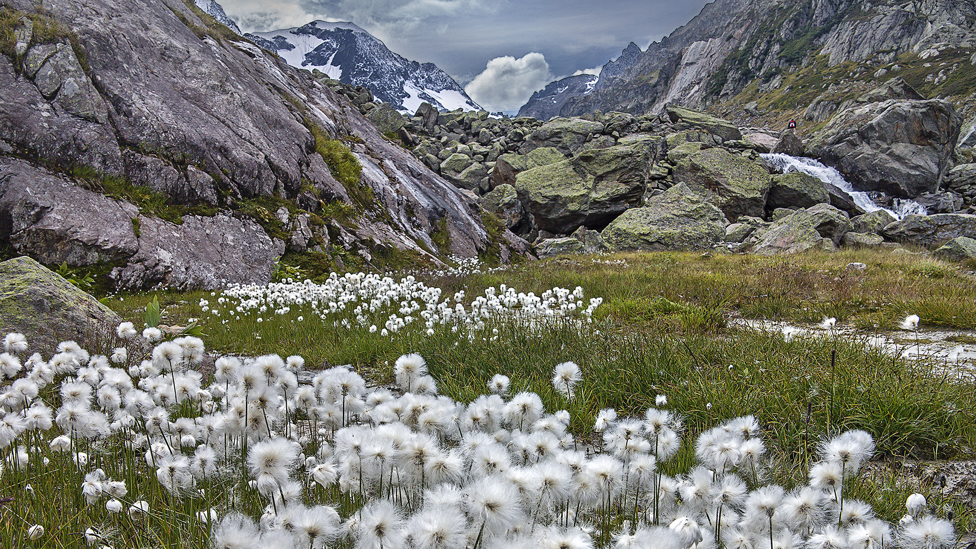 Nordische Vegetation (Wollgras) am Steingletscher.