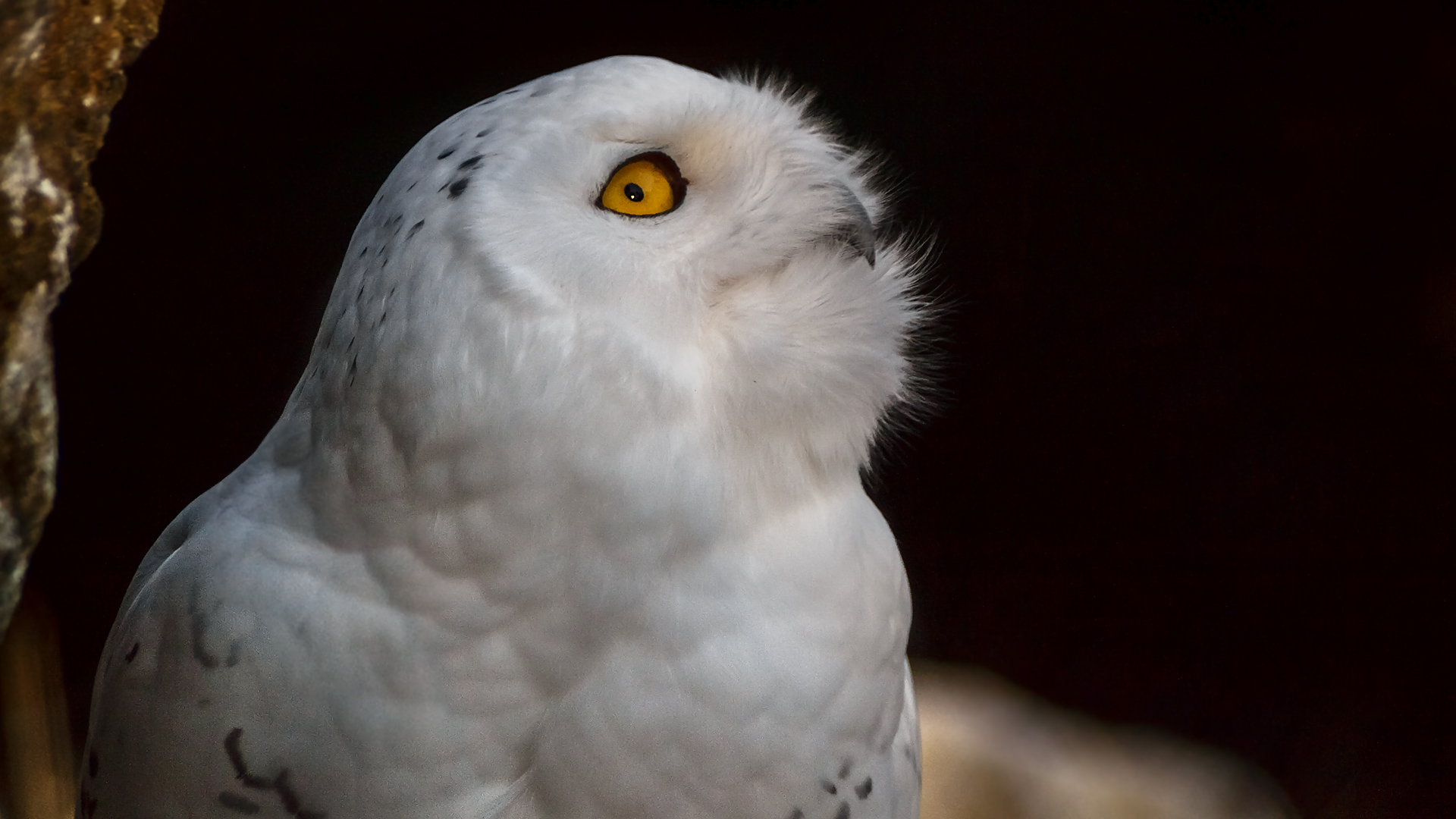 Schneeeule