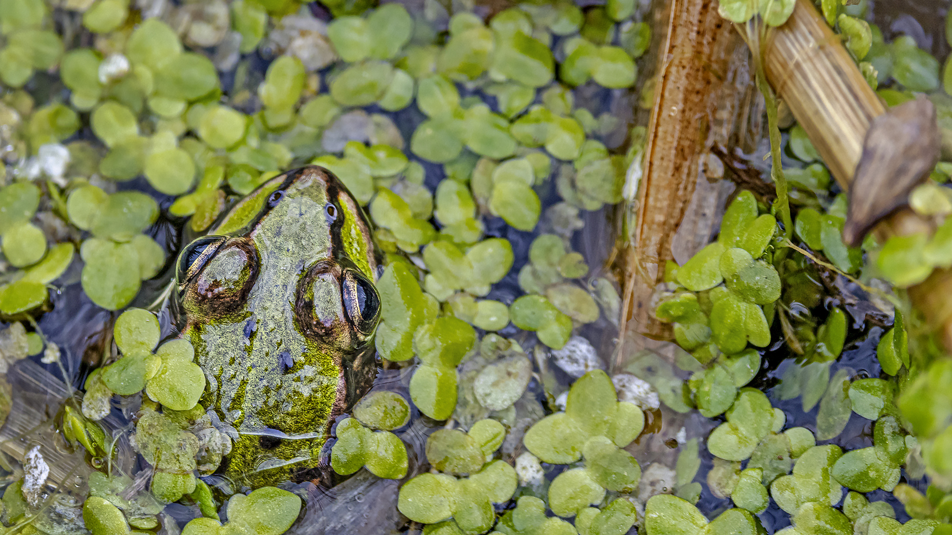 Grüner Teichfrosch