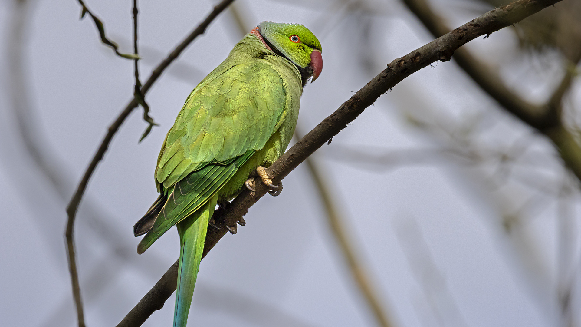 Die Halsbandsittiche im Biebricher Schlosspark (WI) können den Frühling kaum erwarten.