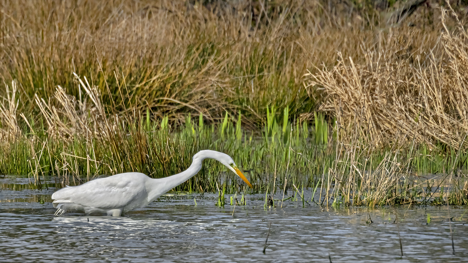 Silberreiher, NSG Mairied von Rodheim und Gänsweid von Steinheim.