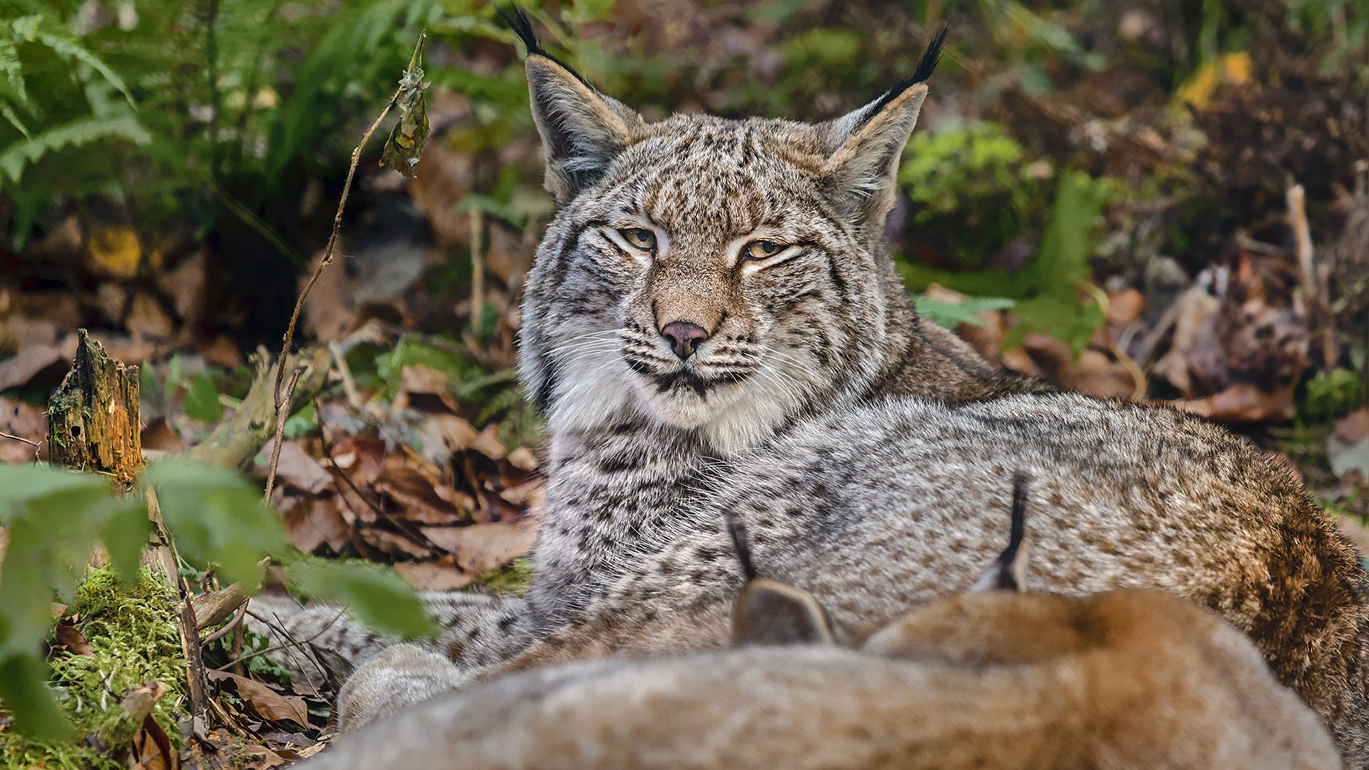 Europäischer Luchs