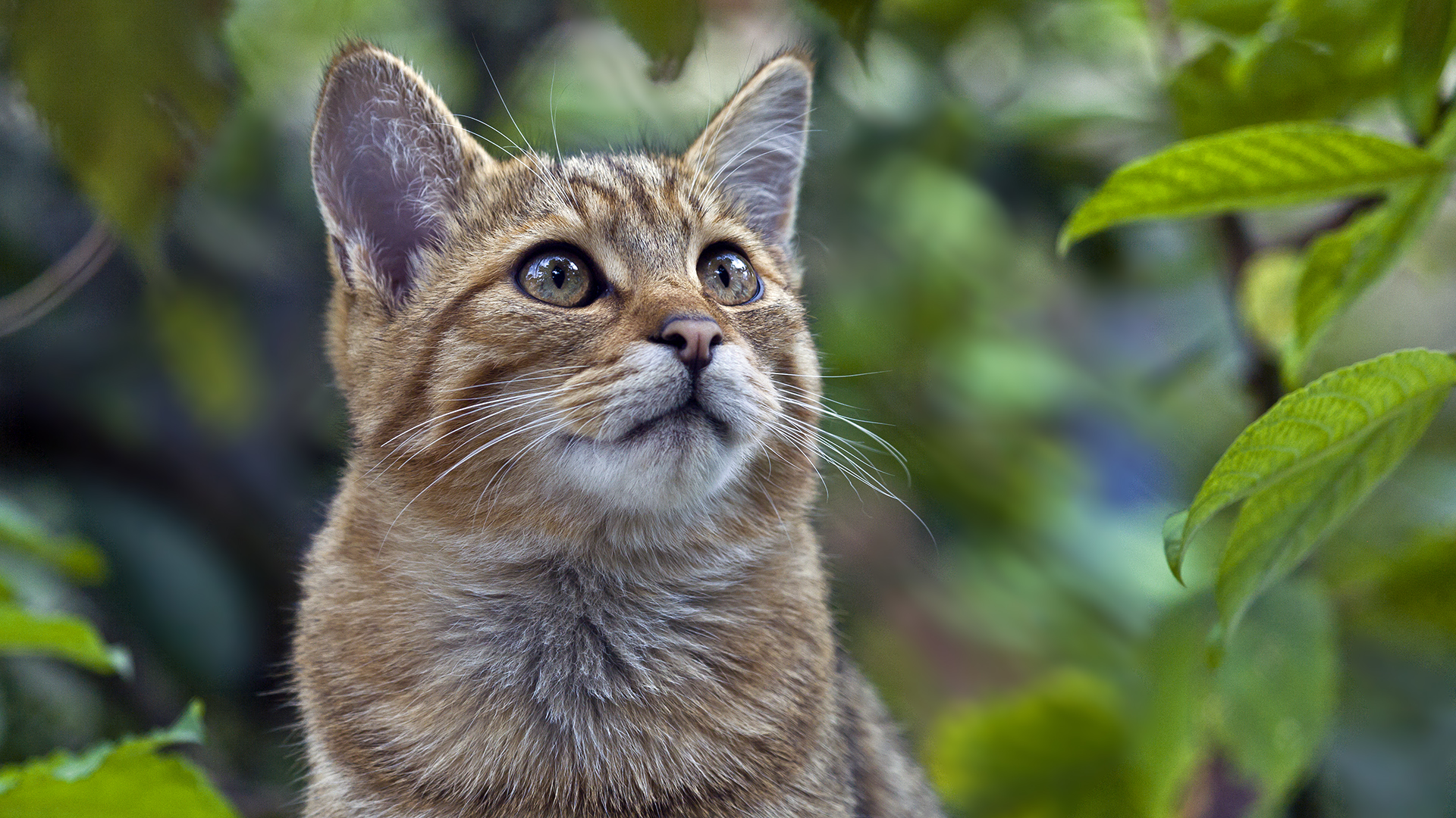 Europäische Wildkatze