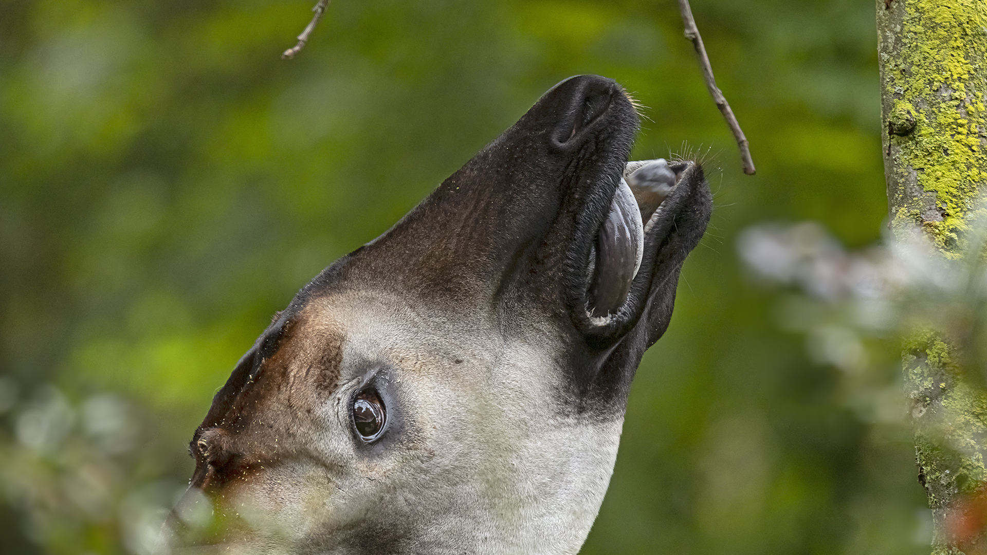 Okapi