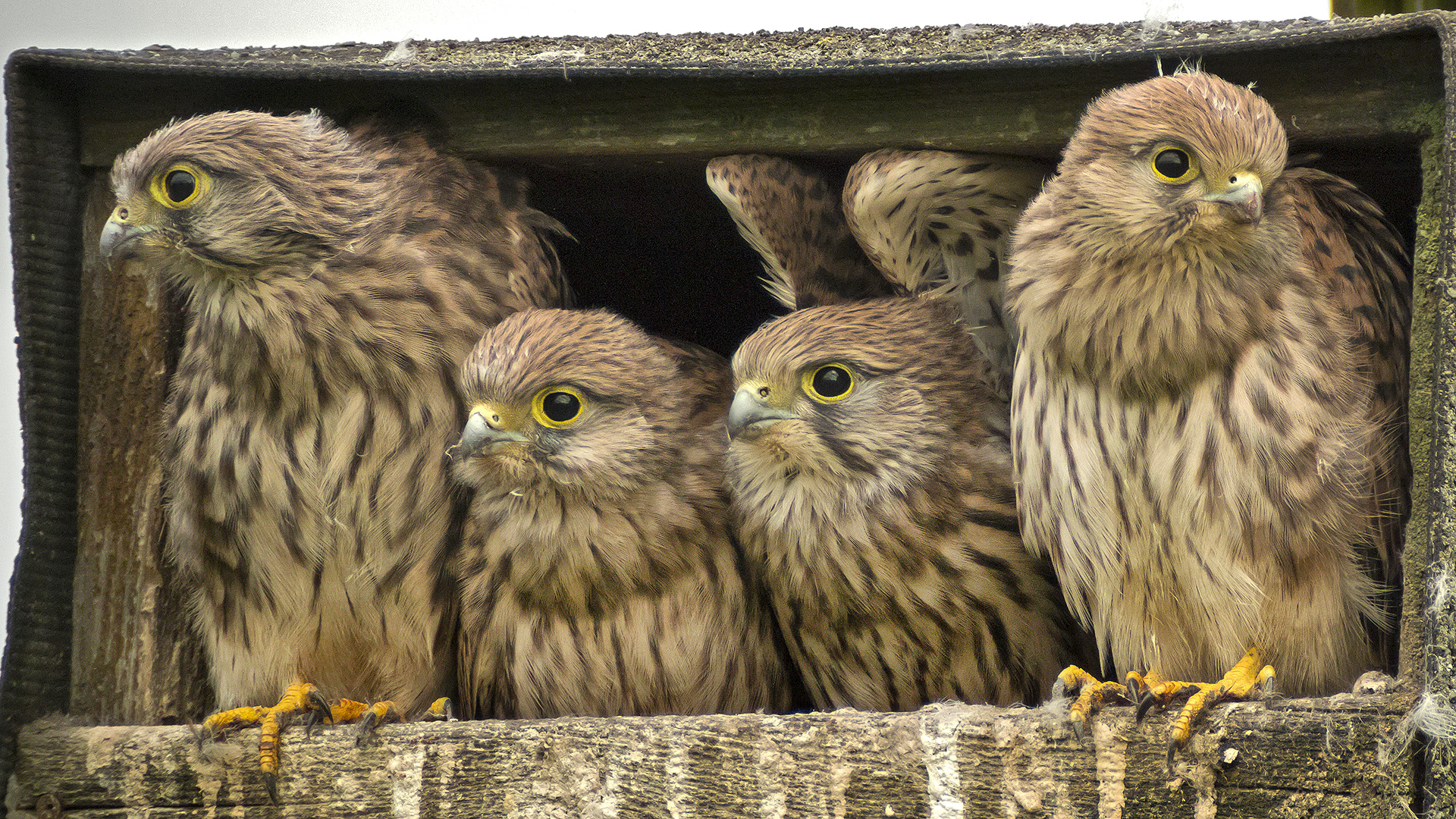 Jungfalken - Rasselbande einen Tag vor dem Ausfliegen.