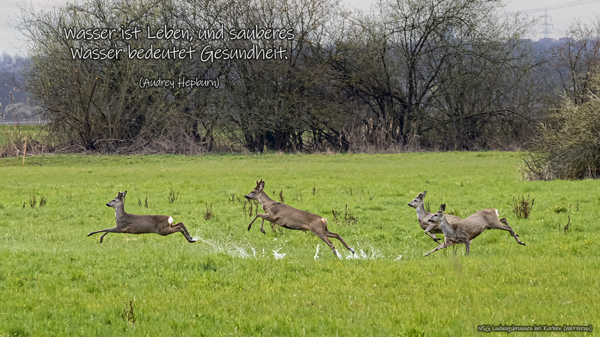 NSG Ludwigsquelle bei Karben (Wetterau)