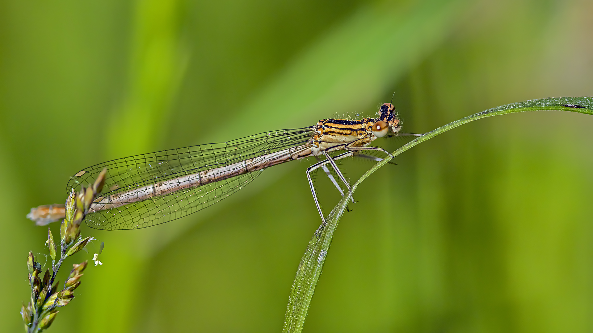 Orange Federlibelle – Platycnemis acutipennis