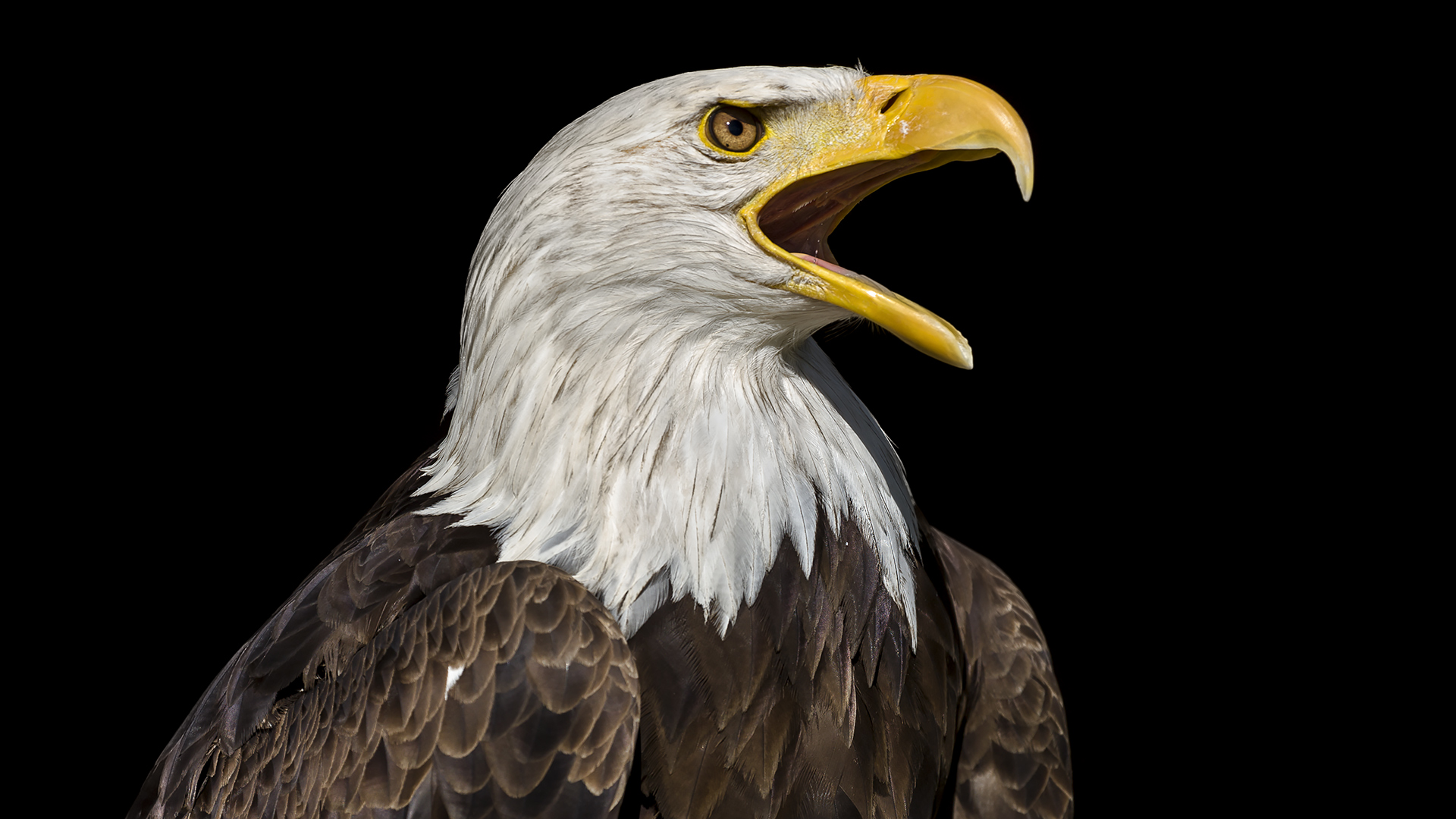 Weisskopfseeadler