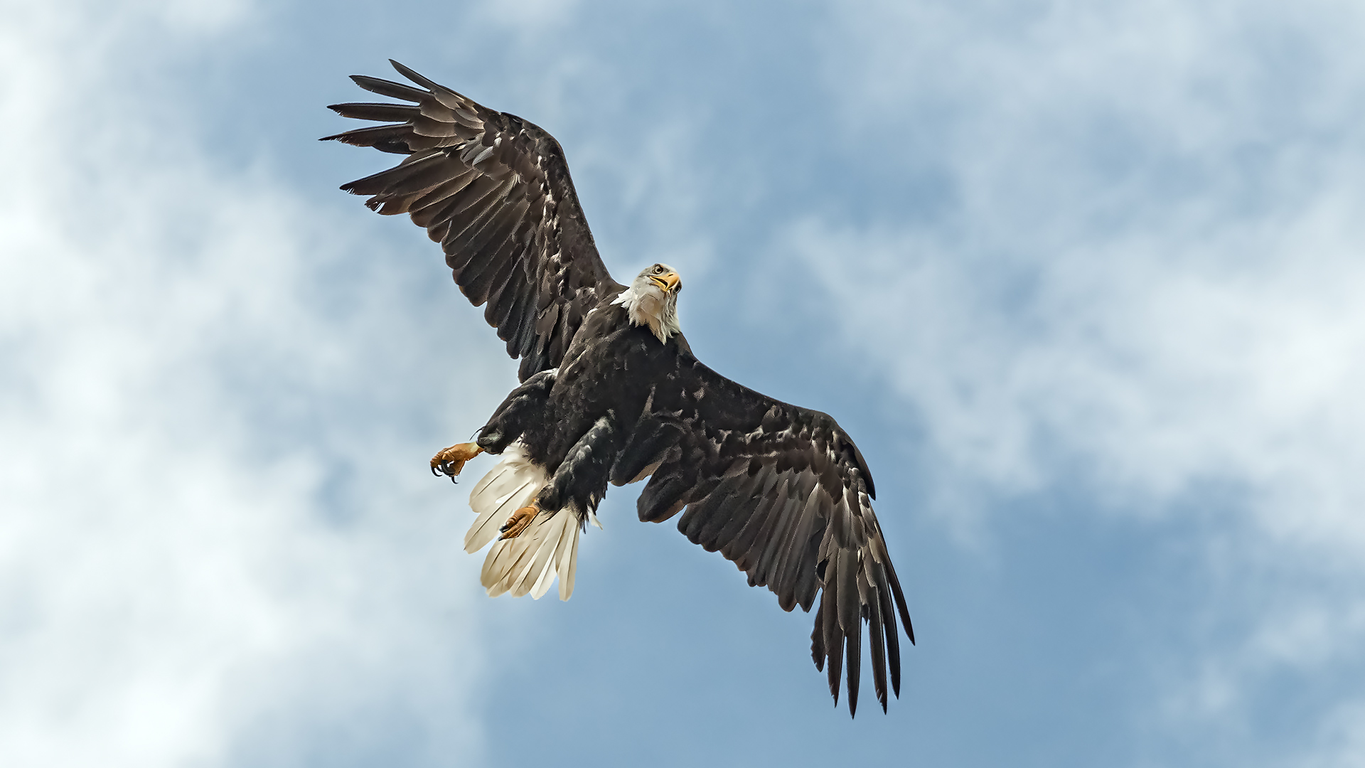 Weisskopfseeadler