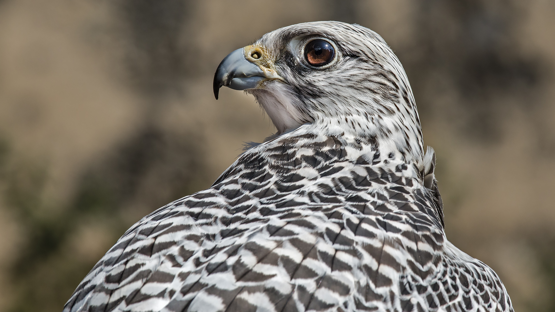 Gerfalke