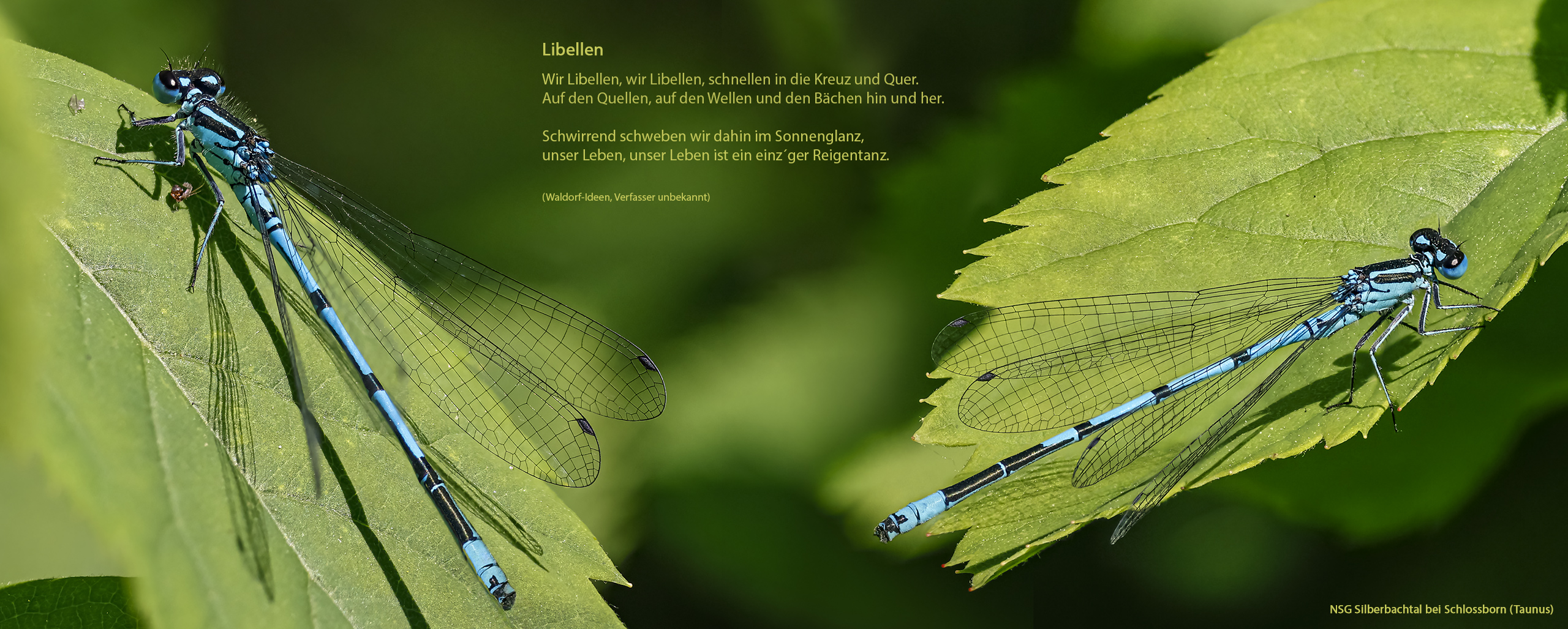 Azurjungfern