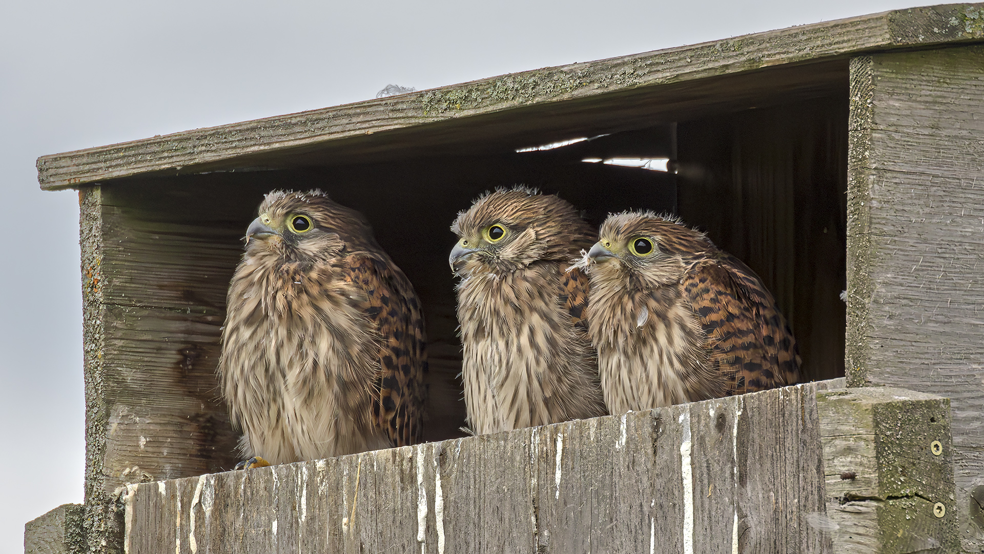 Jungfalken beim Plane-Spotting. :-)