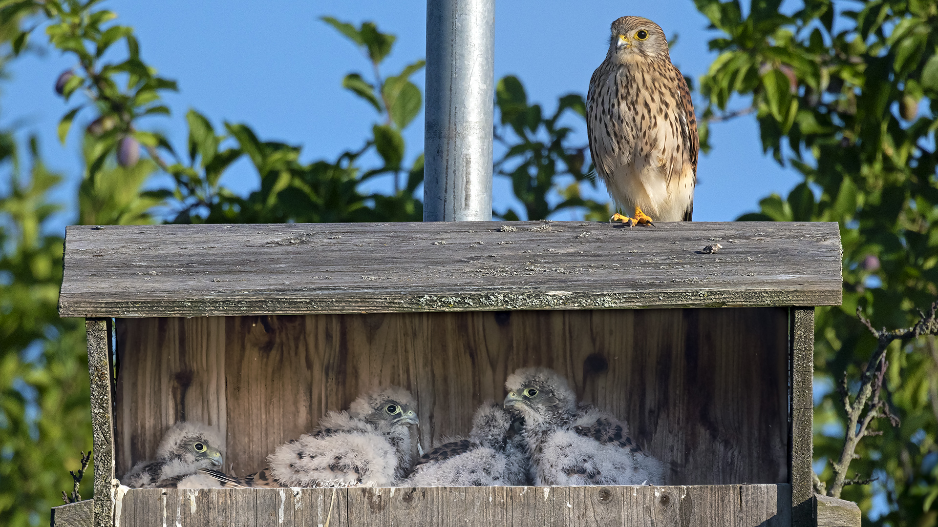 Eine stolze Mama mit vier Kids.