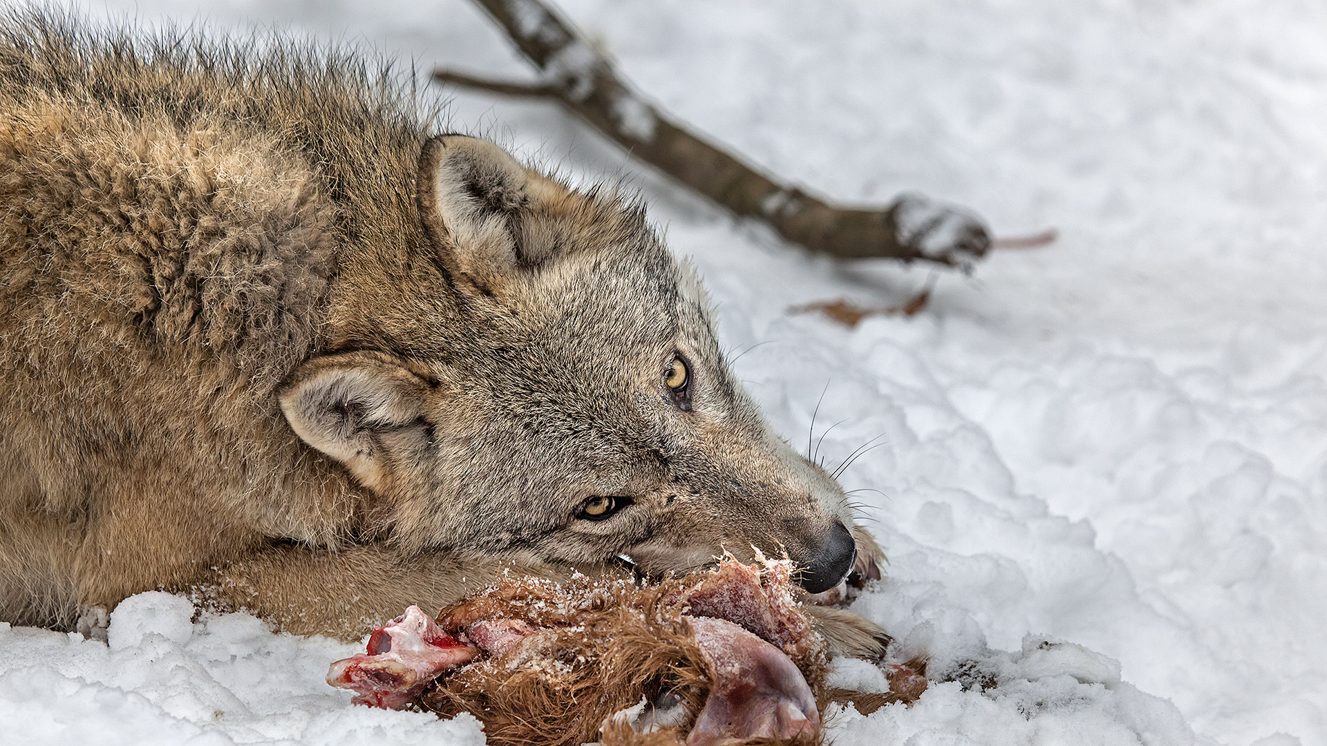 Grauwolf (Tierpark Weilburg)