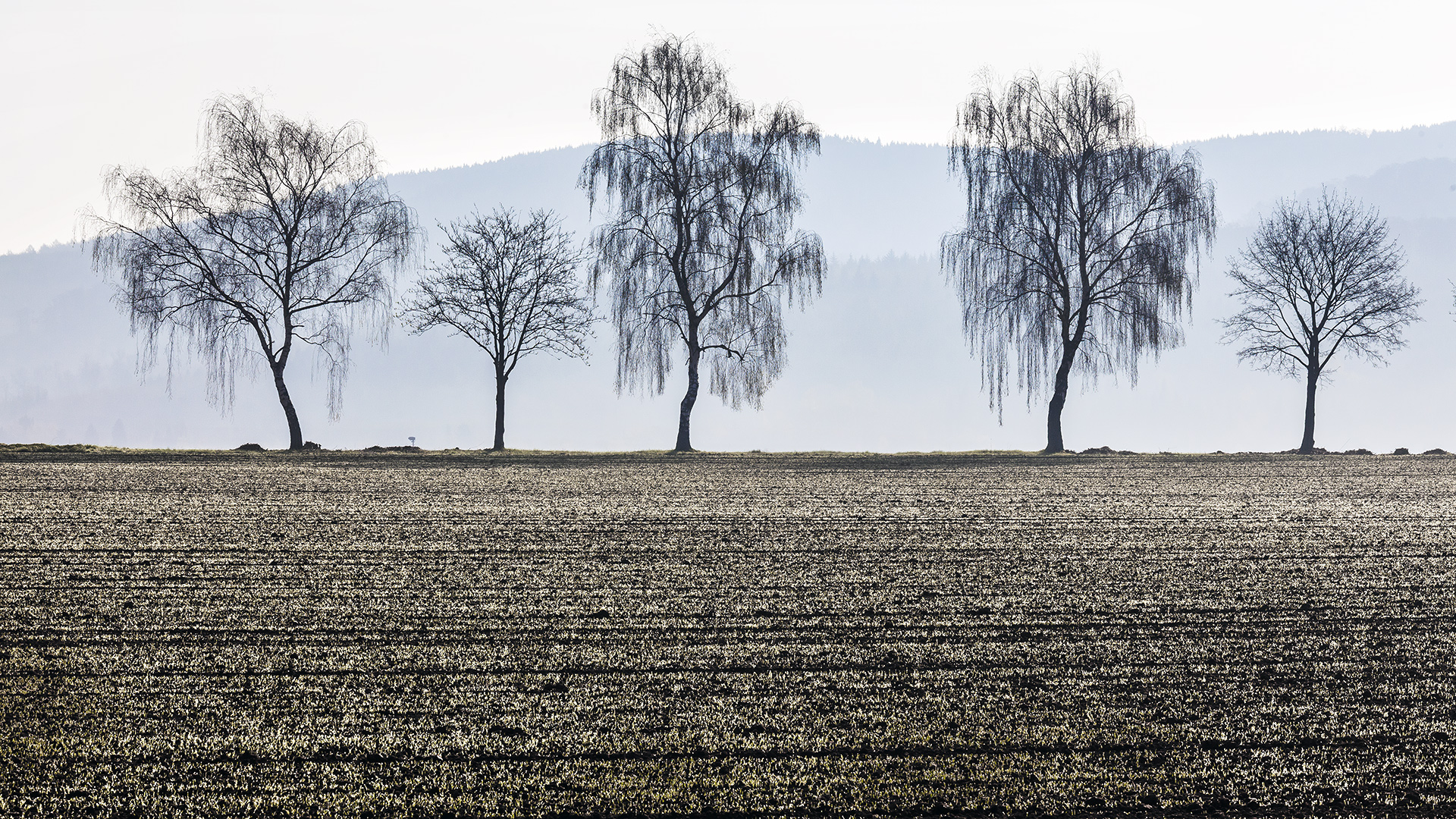 Hessisches Bergland bei Kassel.