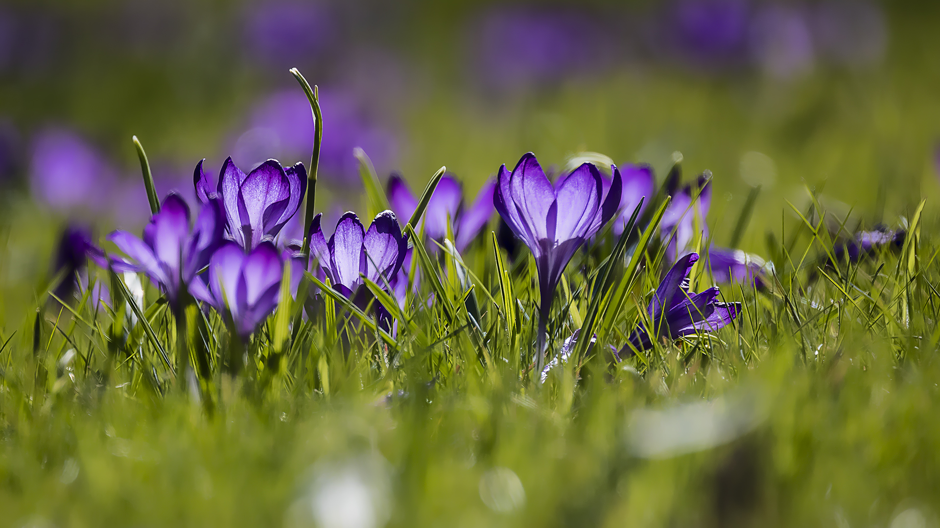 Erste Frühlingsboten im Schlosspark von Wiesbaden-Biebrich.