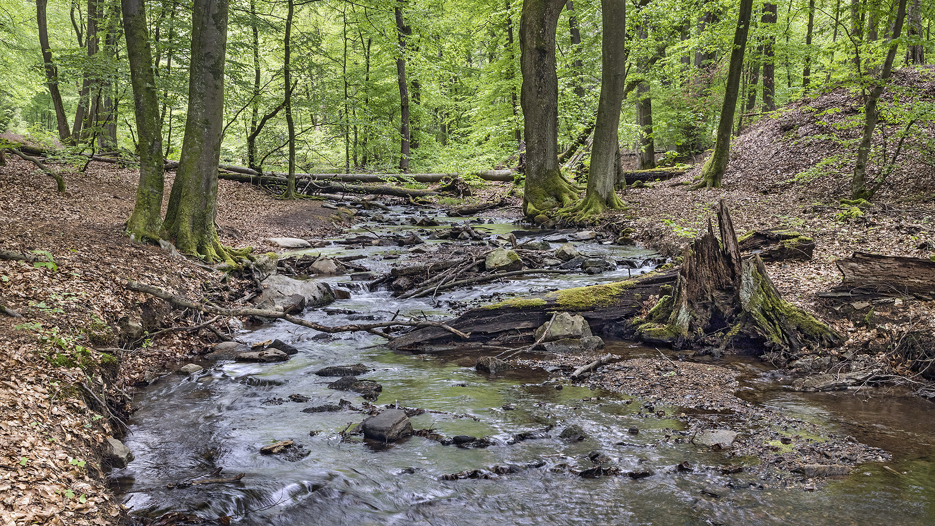 Am Urselbach im Taunus.