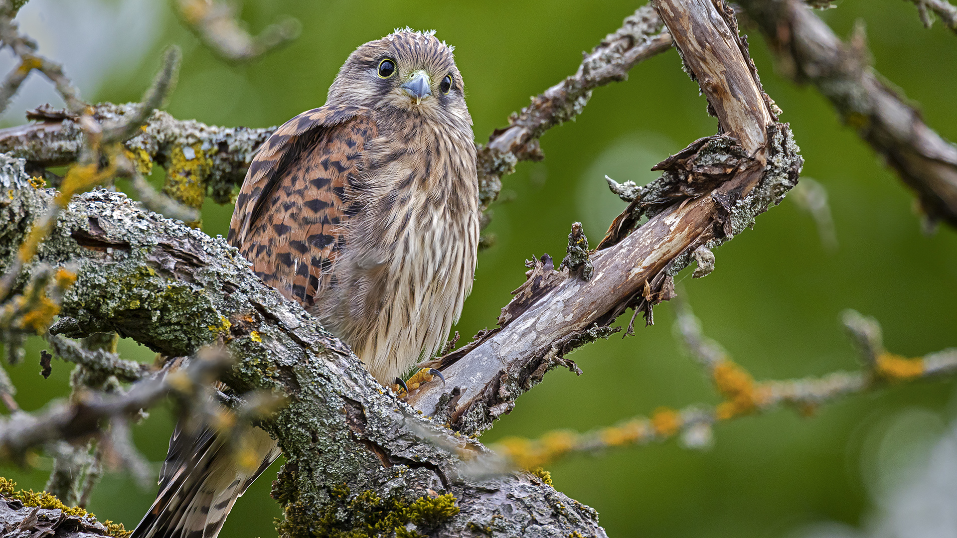 Jungfernflug endet im Apfelbaum - 5 Meter vom Nistkasten entfernt. :-)