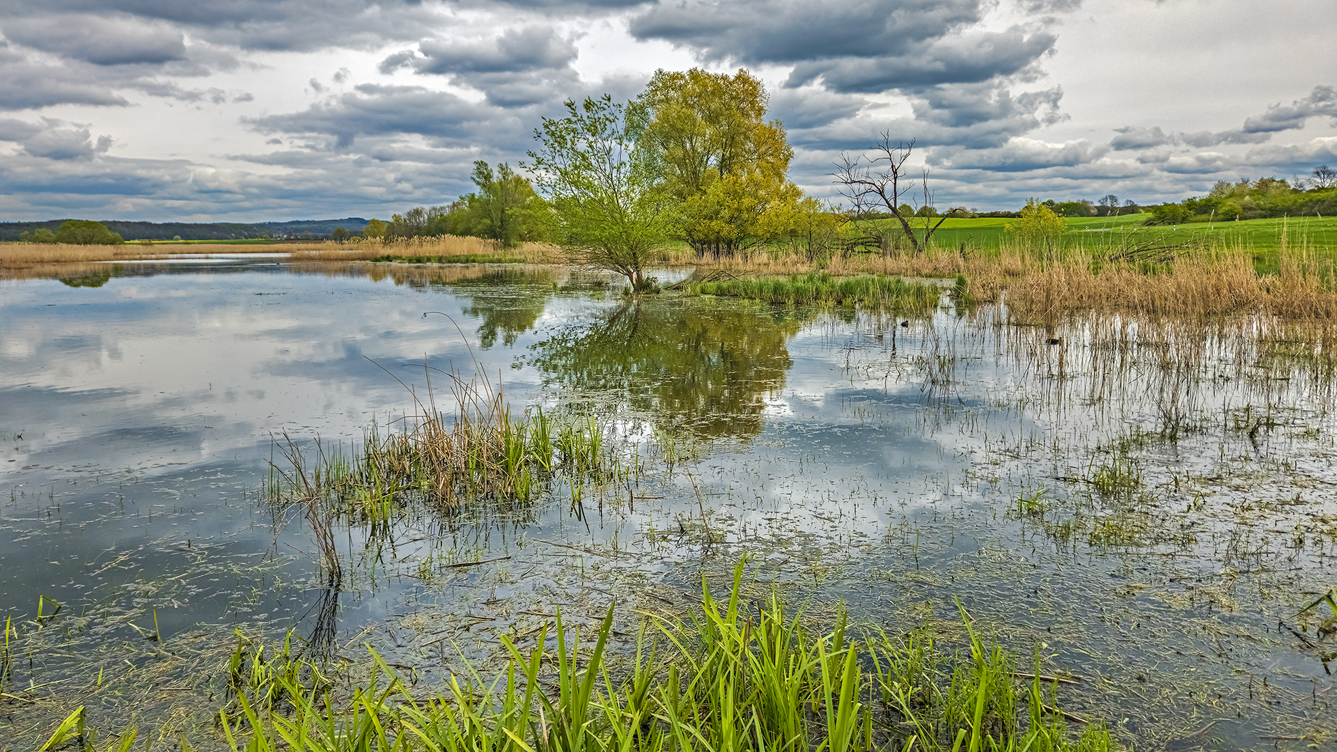 NSG Horloff-Auen bei Trais-Horloff, Wetterau.
