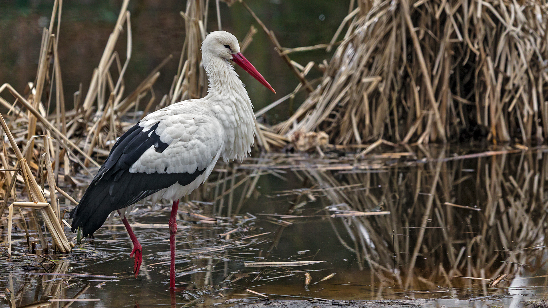 Weißstorch, beobachtet bei Hanau-Kleinauheim.