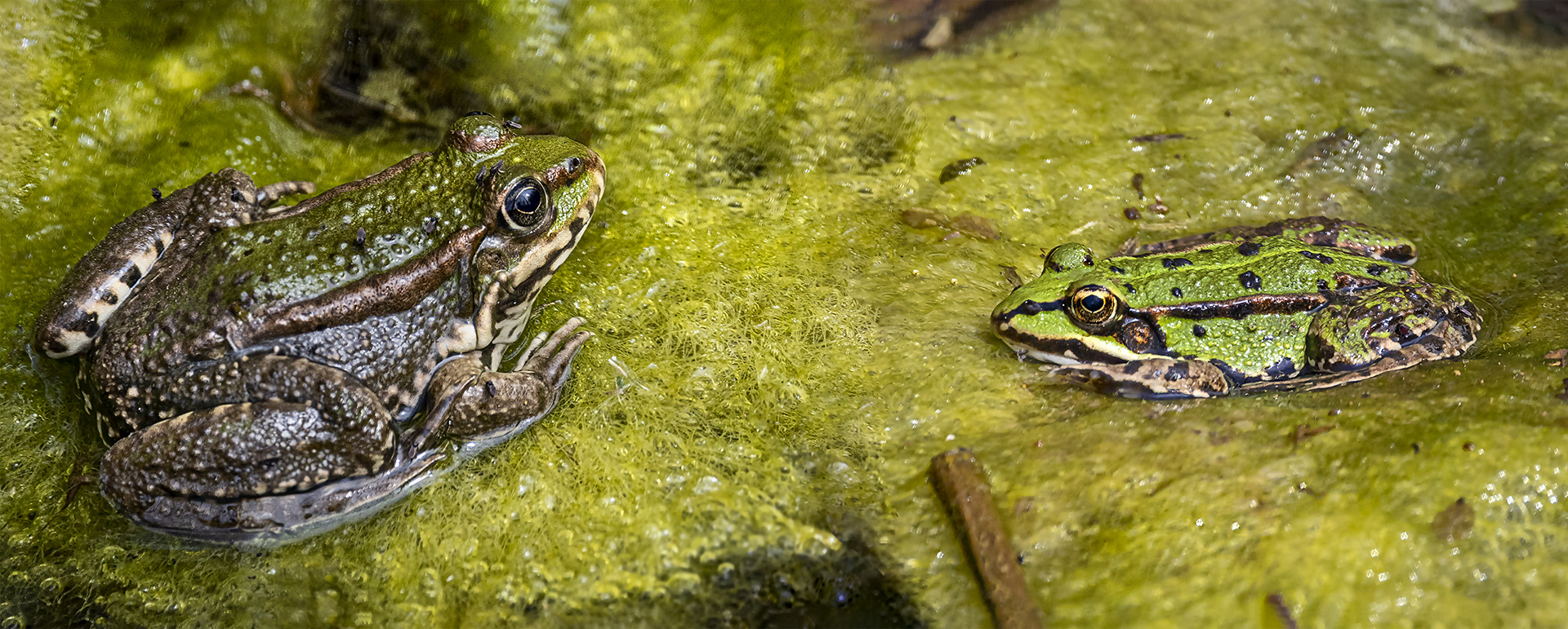 Grüner Teichfrosch