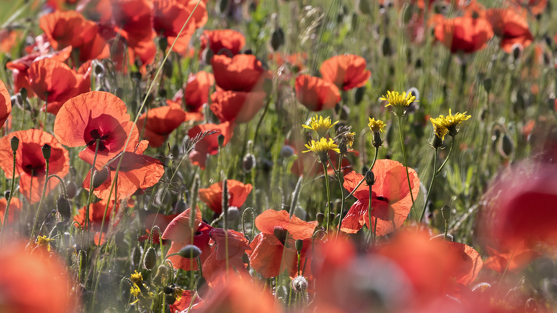 Roter Blüten-Teppich im frühen Morgenlicht.