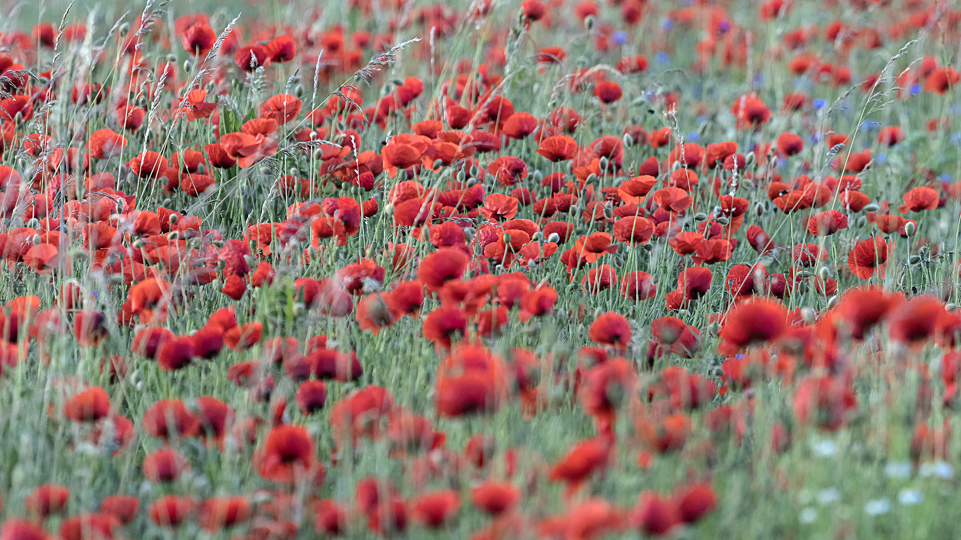 Roter Blüten-Teppich im frühen Morgenlicht.